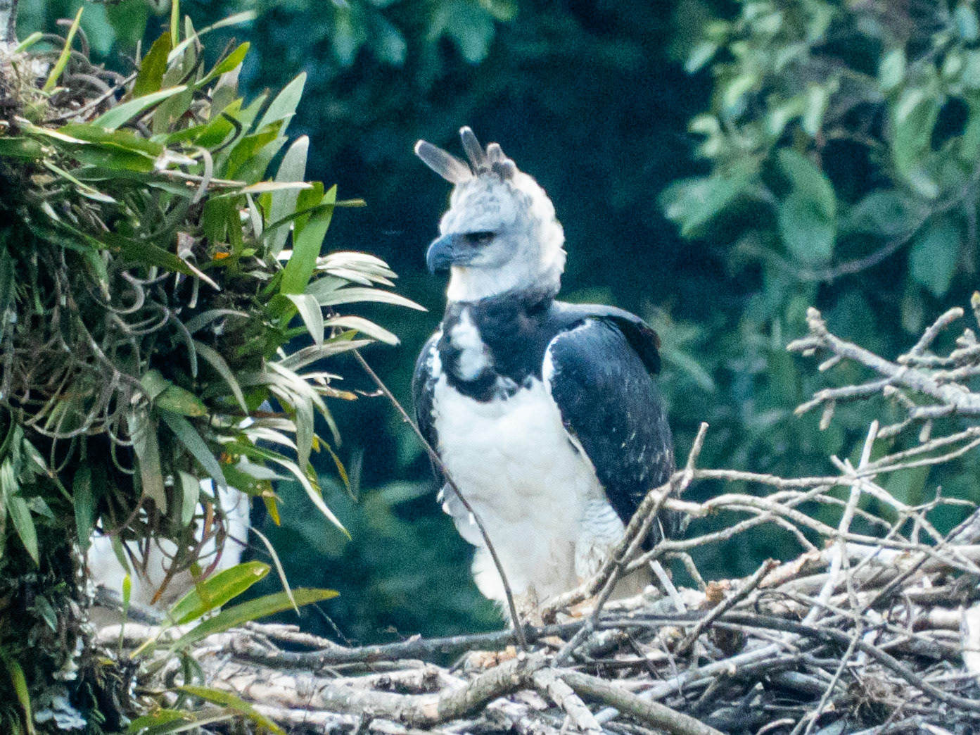 Harpy Eagle, Harpy Eagle Reserve