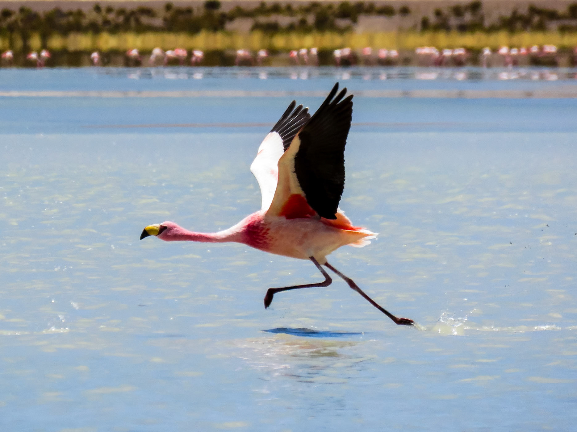 James's Flamingo, Laguna Salada