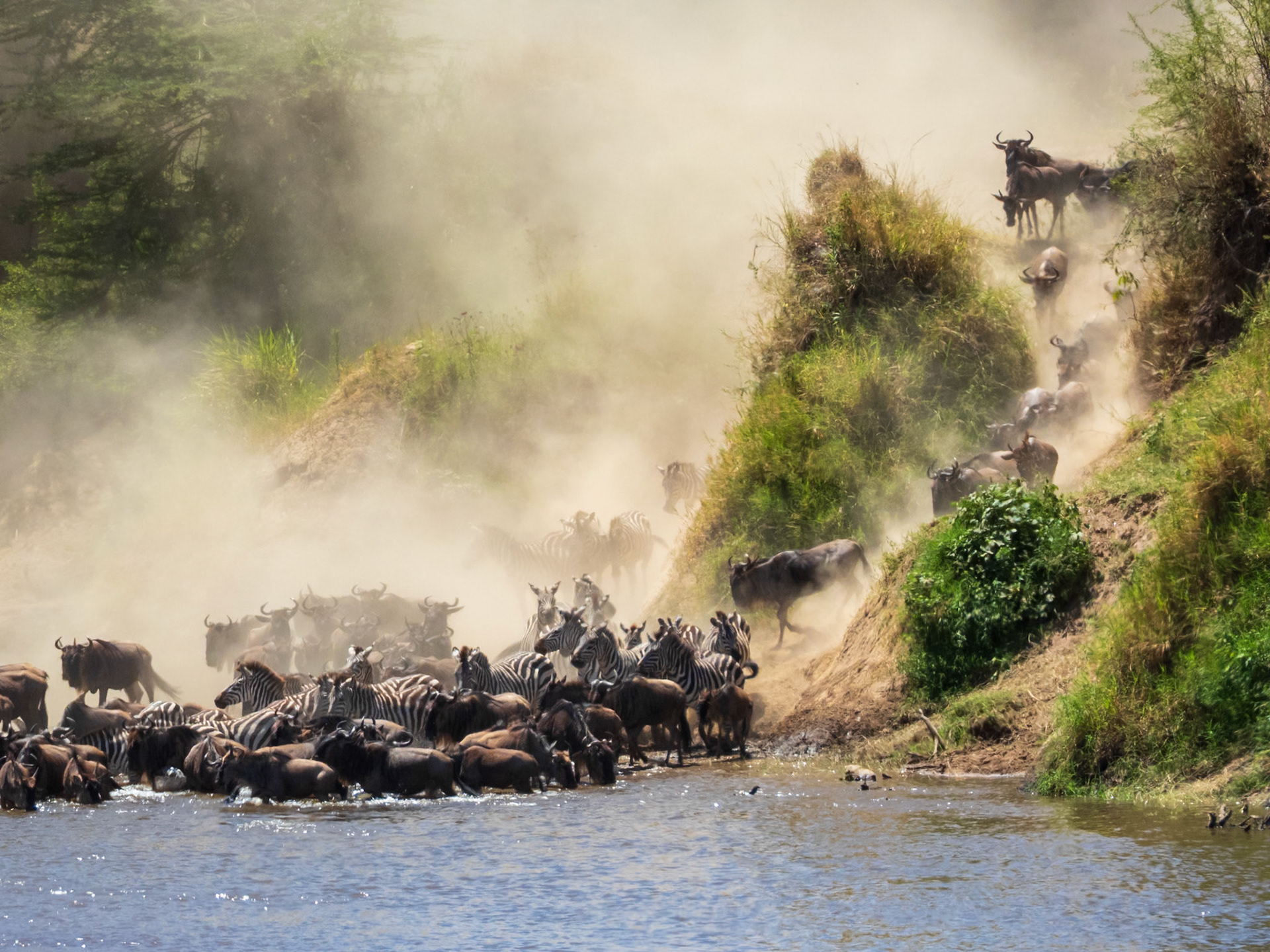 Common Wildebeest, Melting Bush Camp