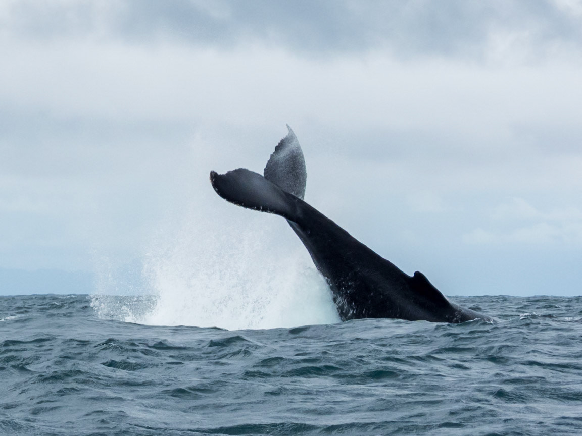 Humpback Whale, Jardín Botánico del Pacífico