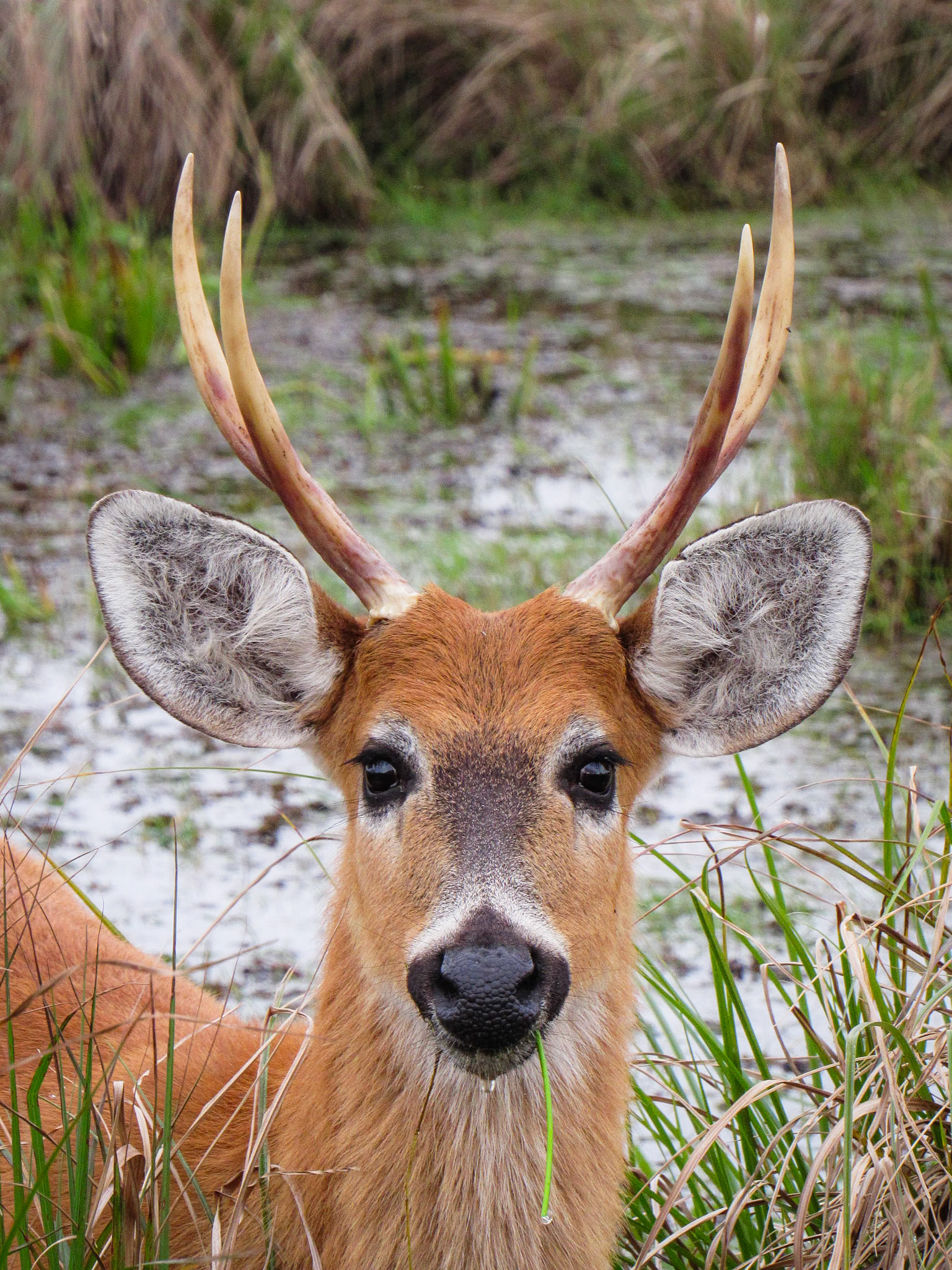 Marsh Deer, Rincón del Socorro