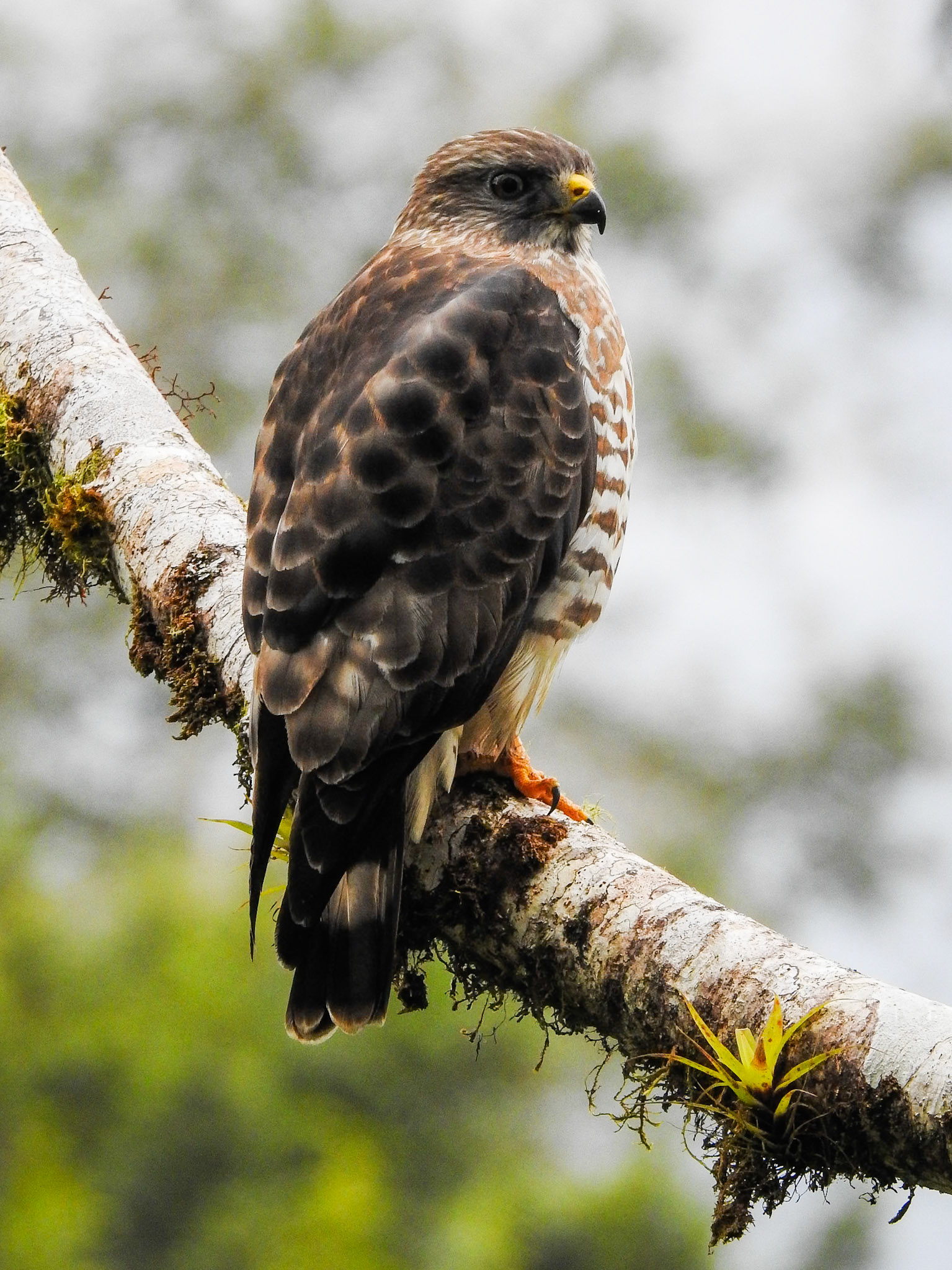 Broad-winged Hawk, Cabañas San Isidro