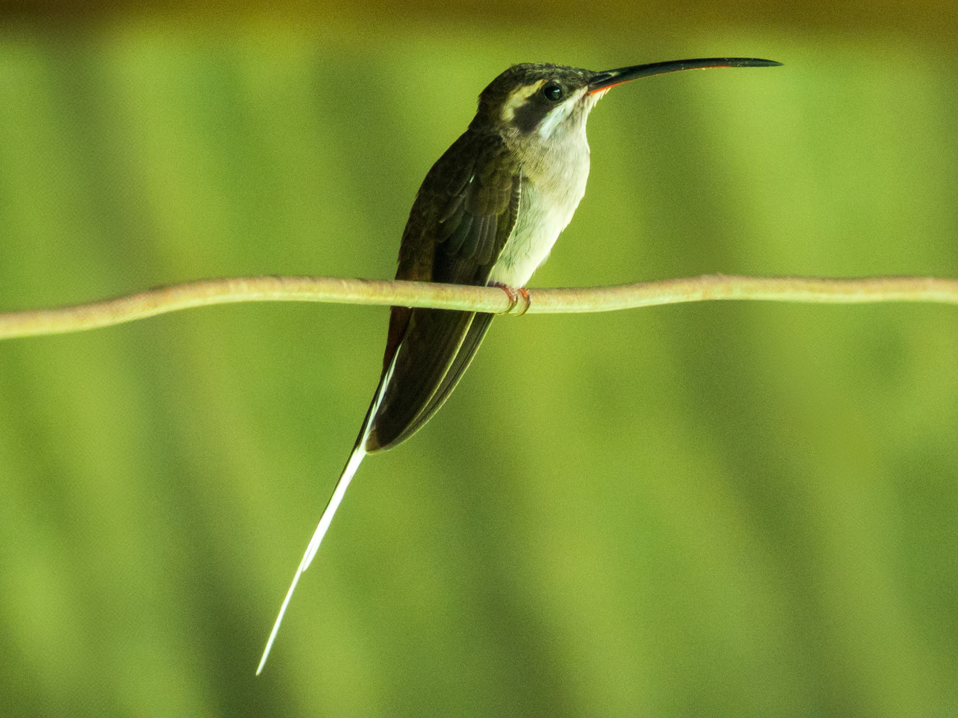 Sooty-capped Hermit, Harpy Eagle Reserve