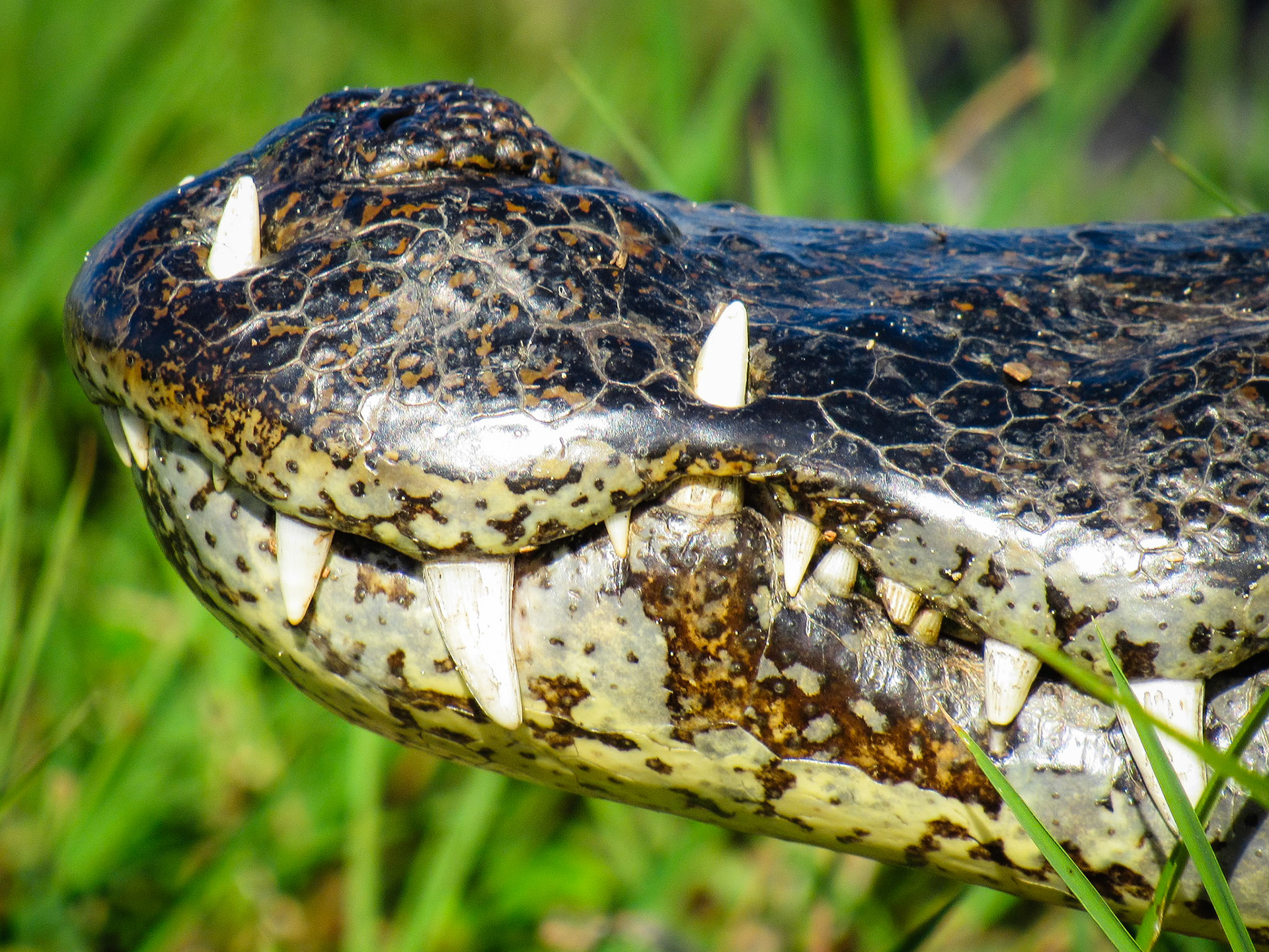 Yacare Caiman, Colonia Carlos Pellegrini