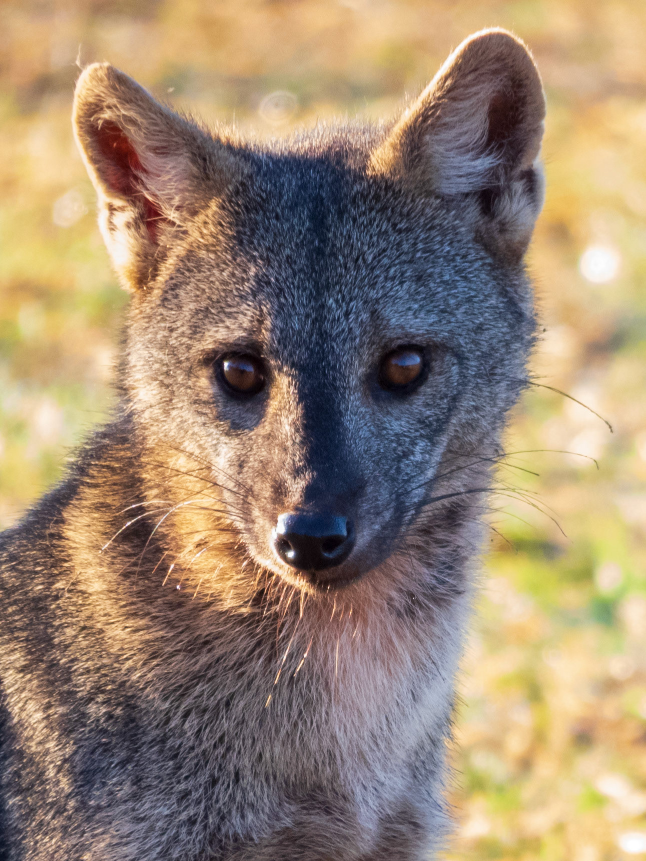 Crab-eating Fox, Pousada Piuval