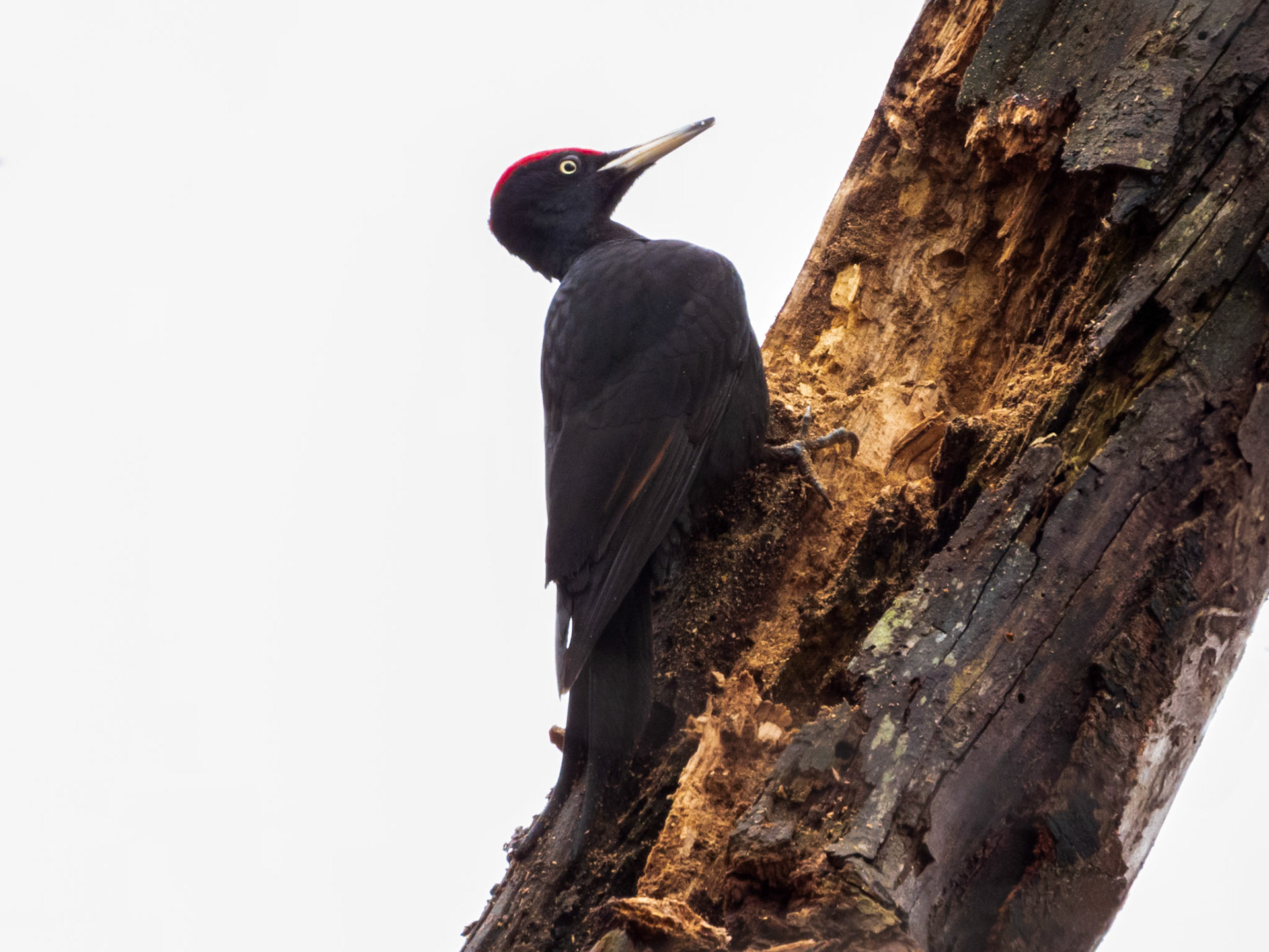 Black Woodpecker, Forêt Domaniale de Meudon