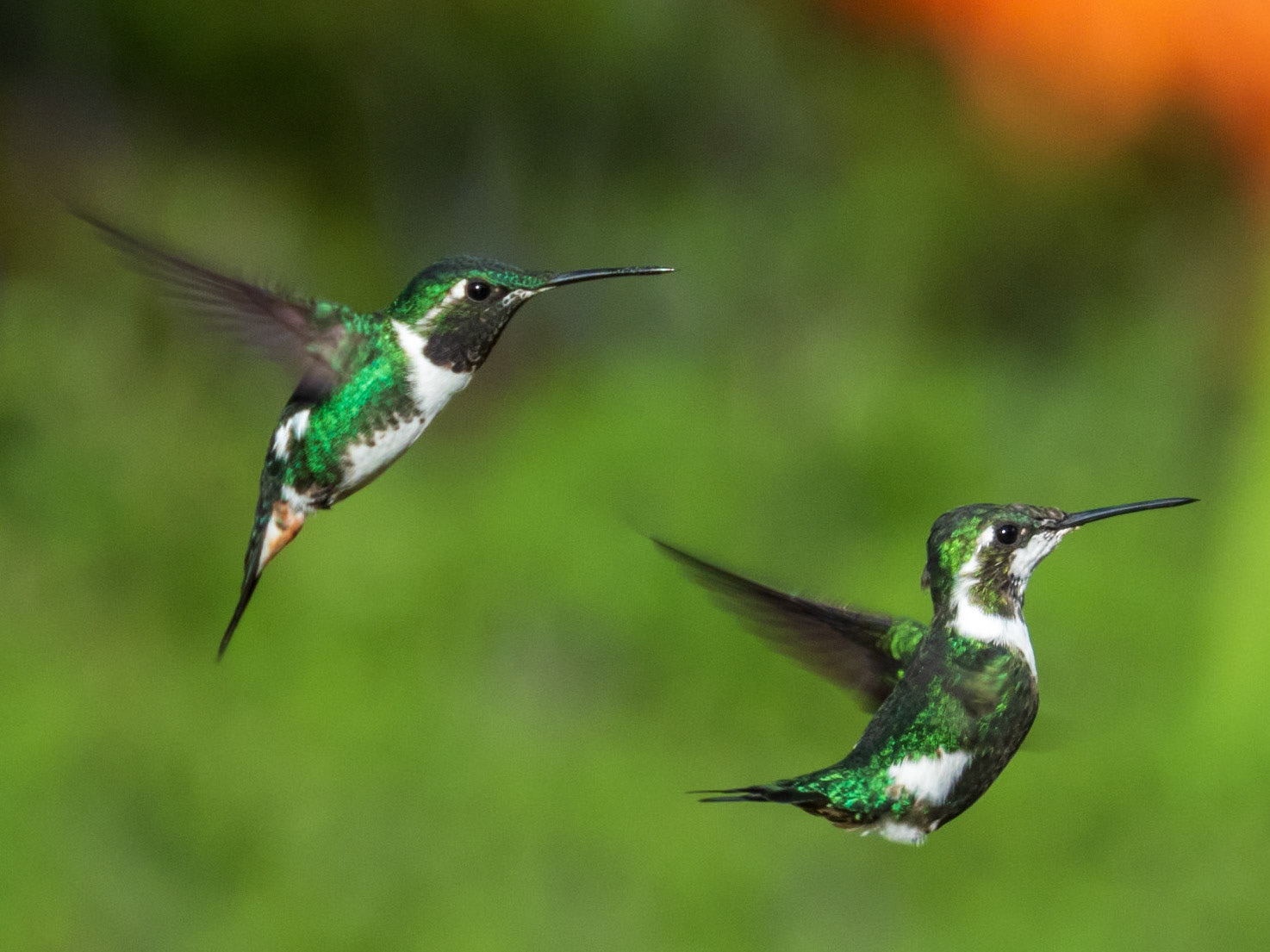 White-bellied Woodstar, Casa de los Colibríes