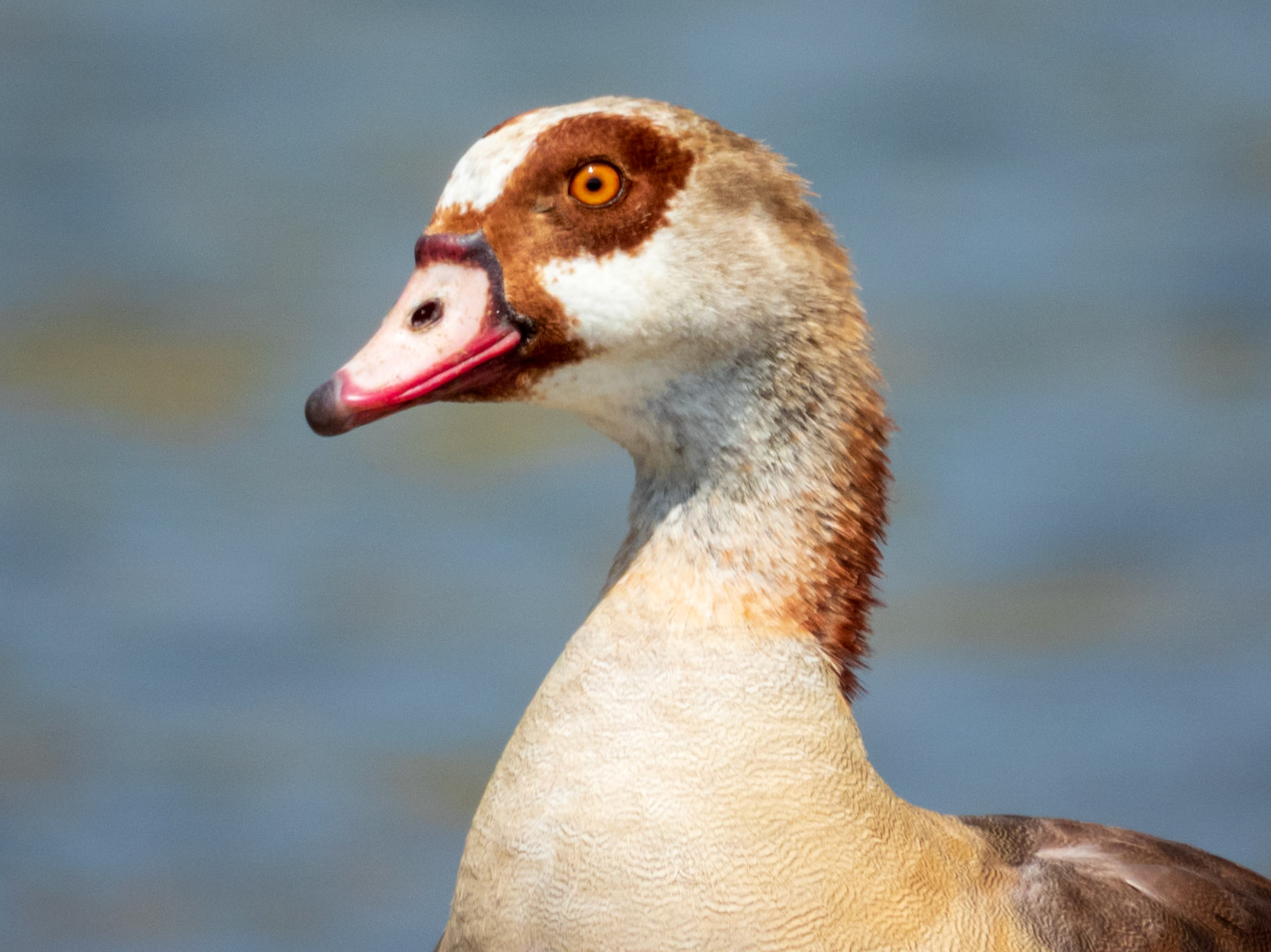 Egyptian Goose, Melting Bush Camp