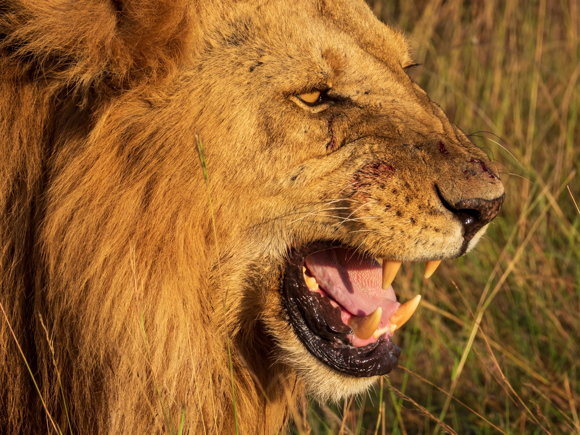 Lion, Melting Bush Camp