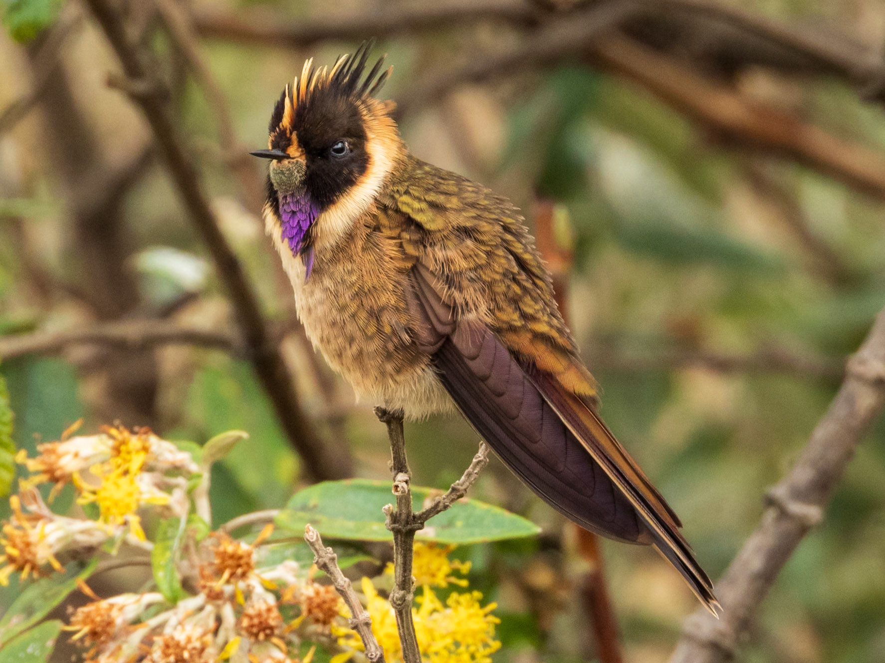 Buffy Helmetcrest, Parque Nacional Natural Los Nevados