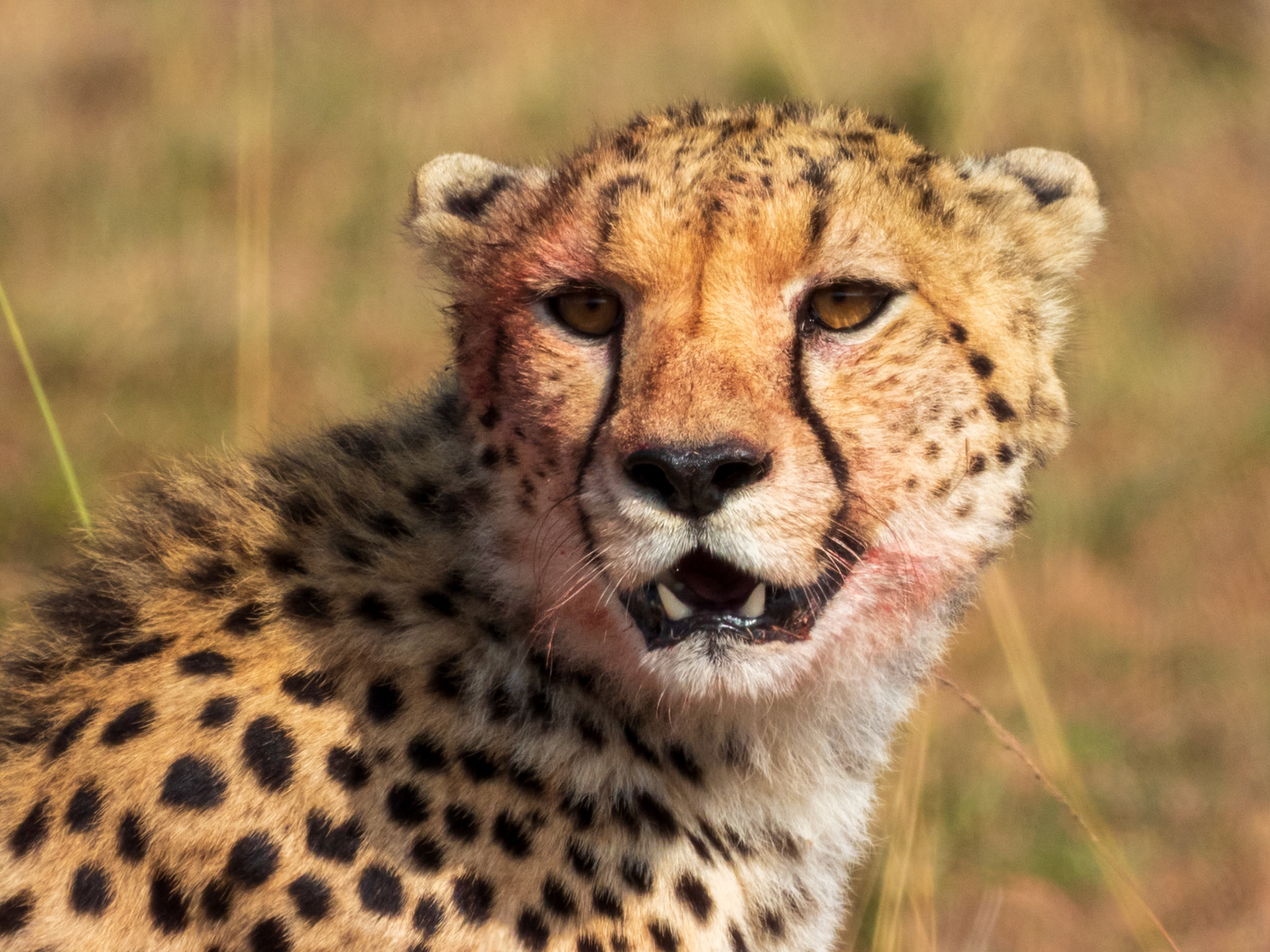 Cheetah, Melting Bush Camp