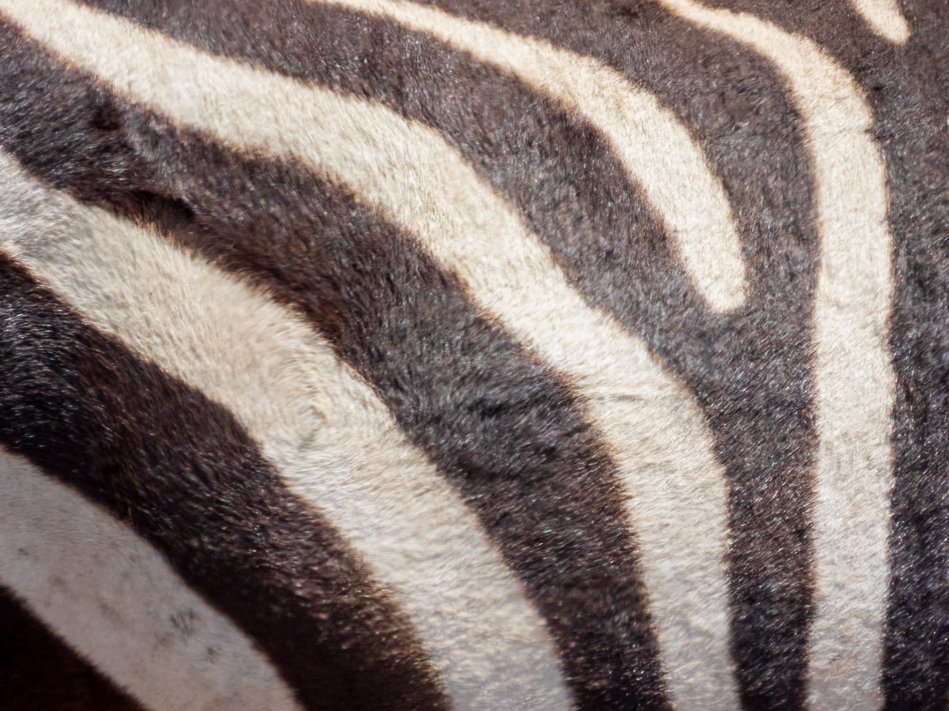 Plains Zebra, Melting Bush Camp