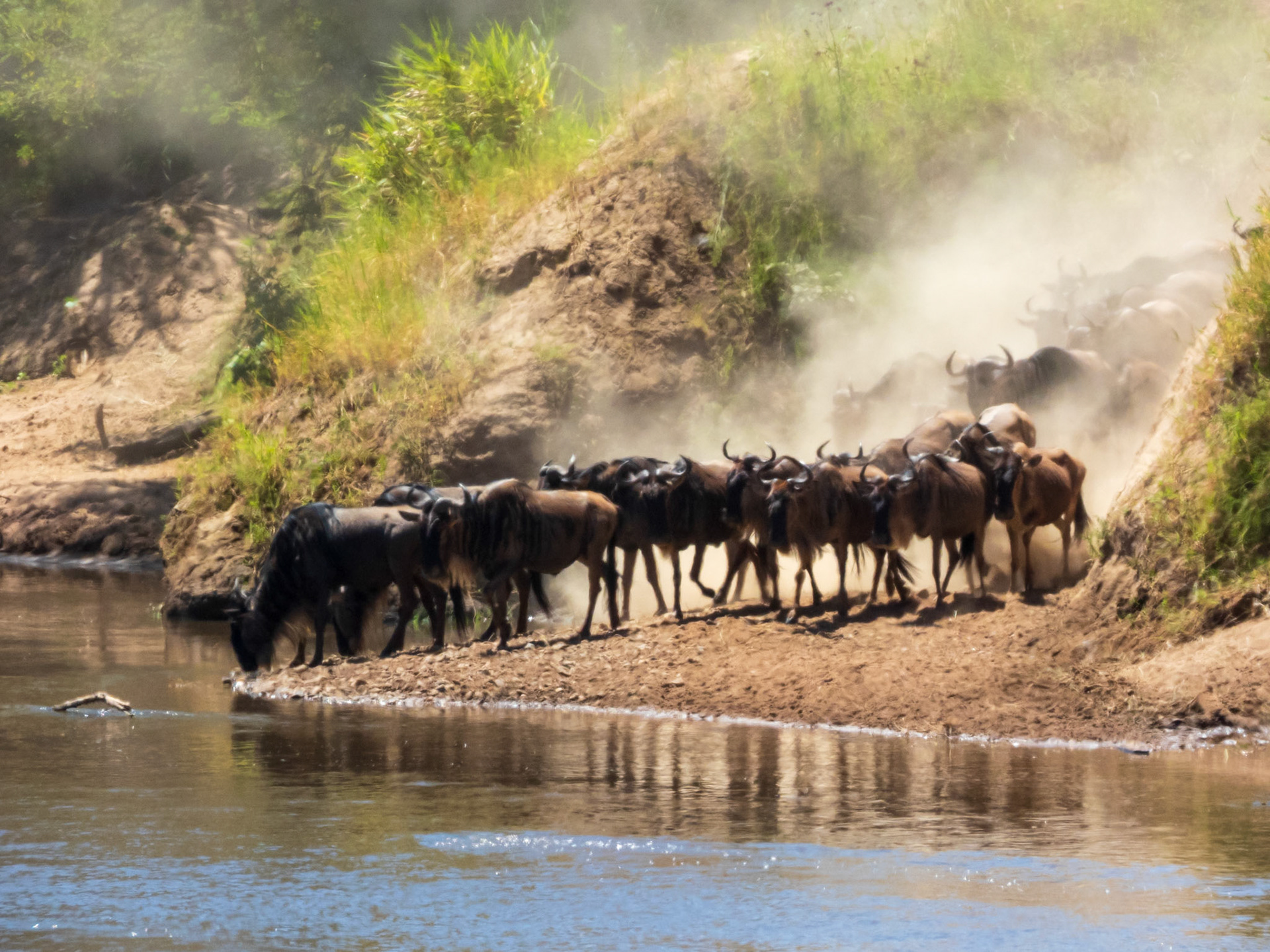 Common Wildebeest, Melting Bush Camp