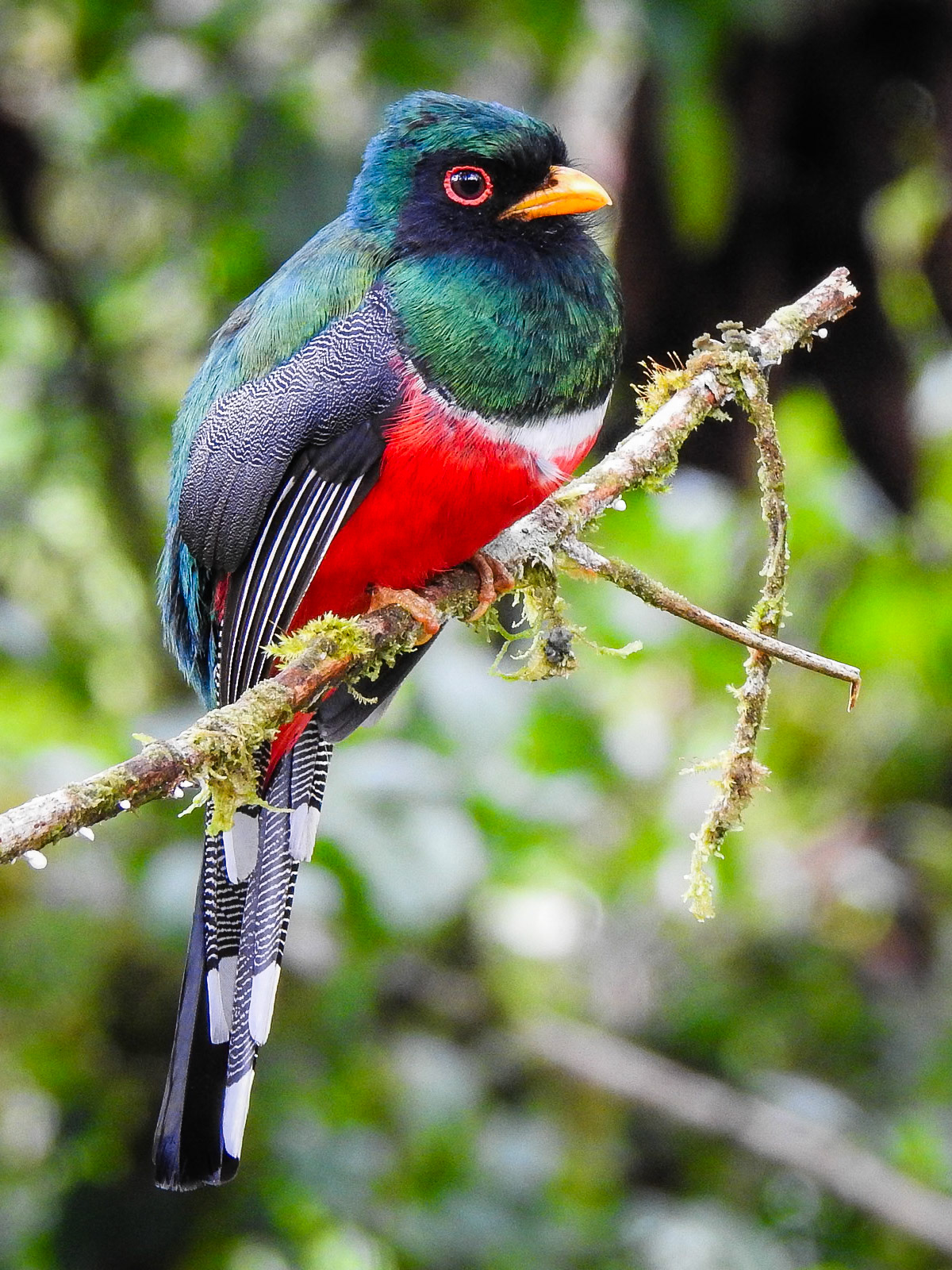 Masked Trogon, Cabañas San Isidro