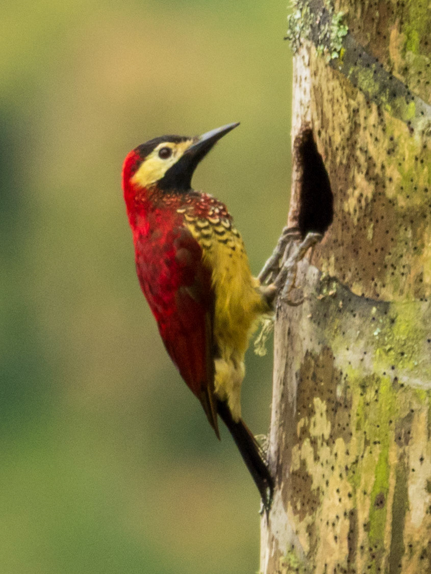 Crimson-mantled Woodpecker, Finca la Tribuna