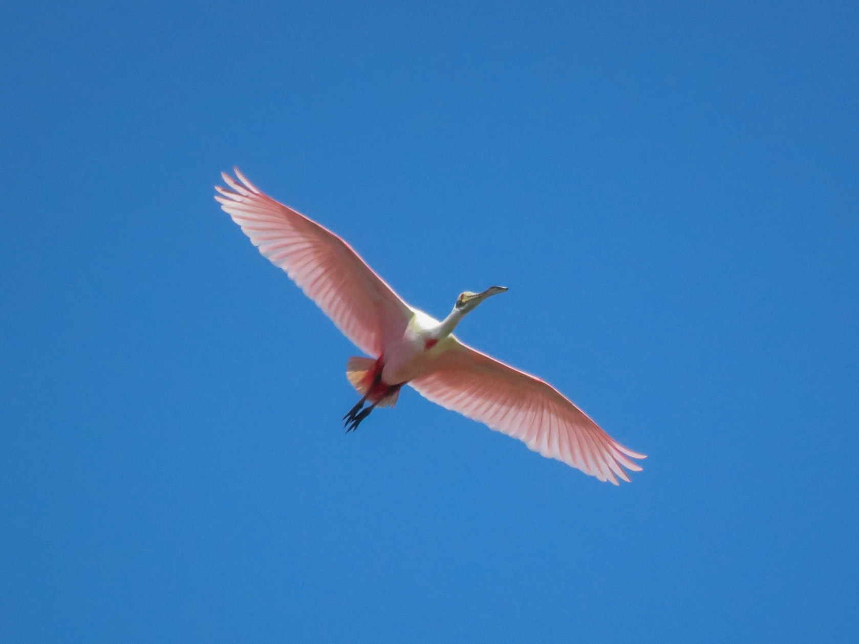 Roseate Spoonbill, Pousada Piuval