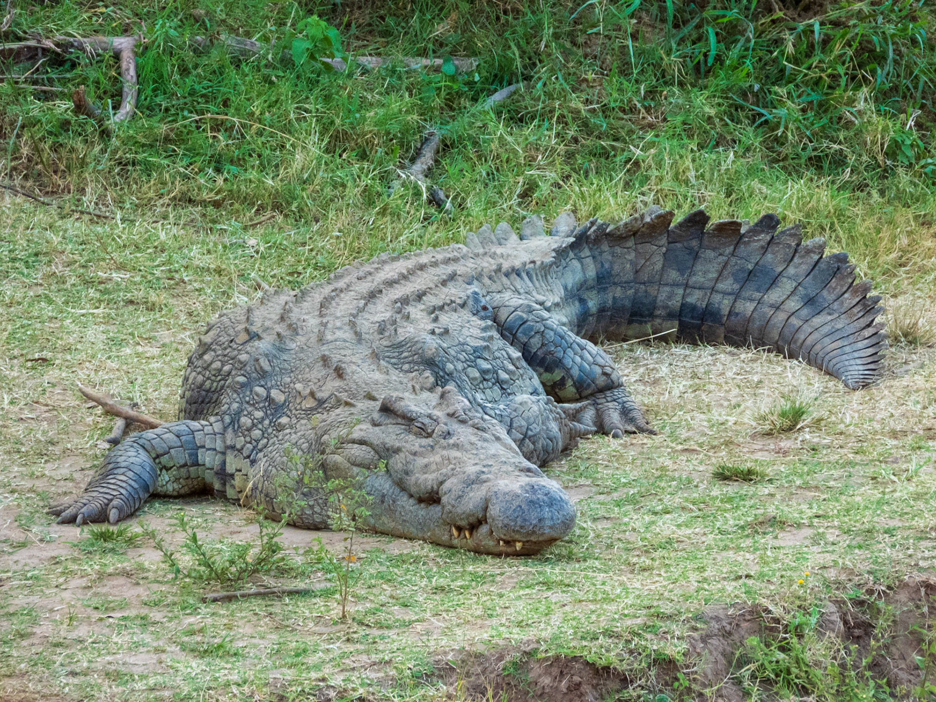 Nile Crocodile, Melting Bush Camp