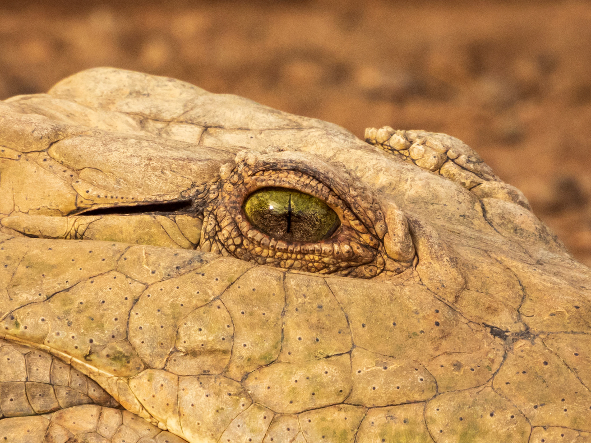 Nile Crocodile, Samburu Simba Lodge