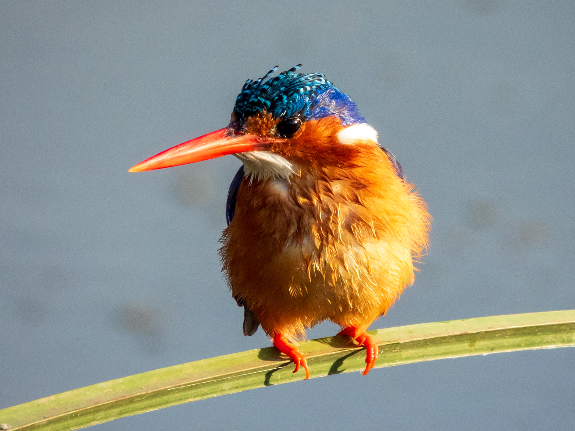 Malachite Kingfisher, Melting Bush Camp