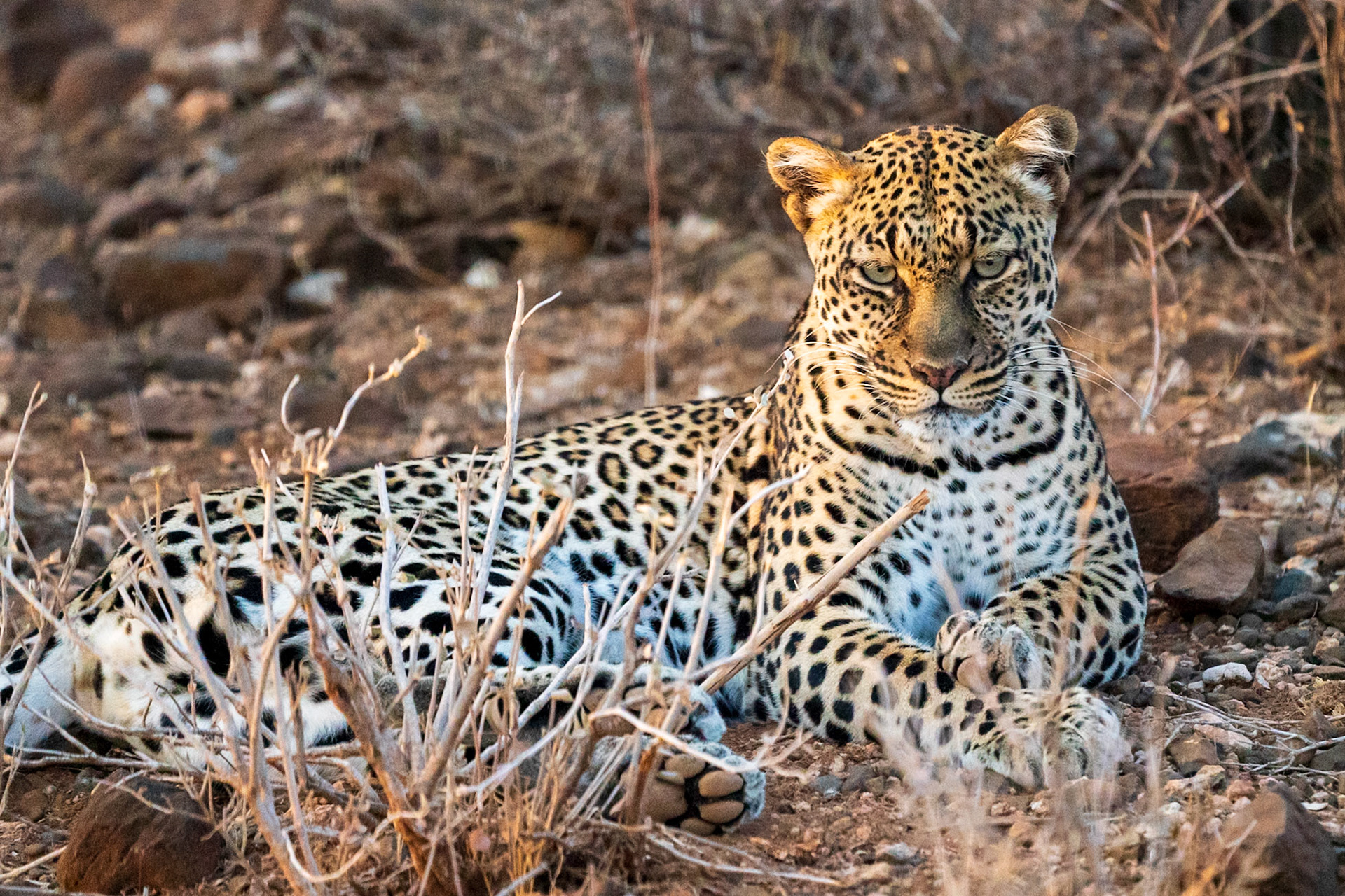 Leopard, Samburu Simba Lodge
