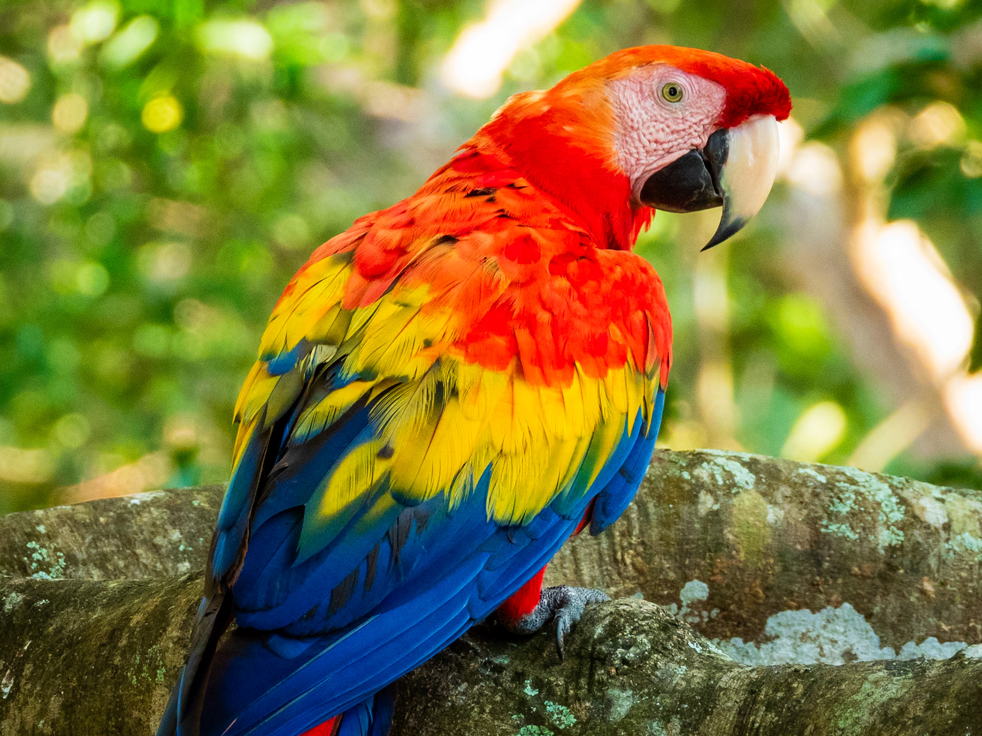 Scarlet Macaw, Hato la Aurora