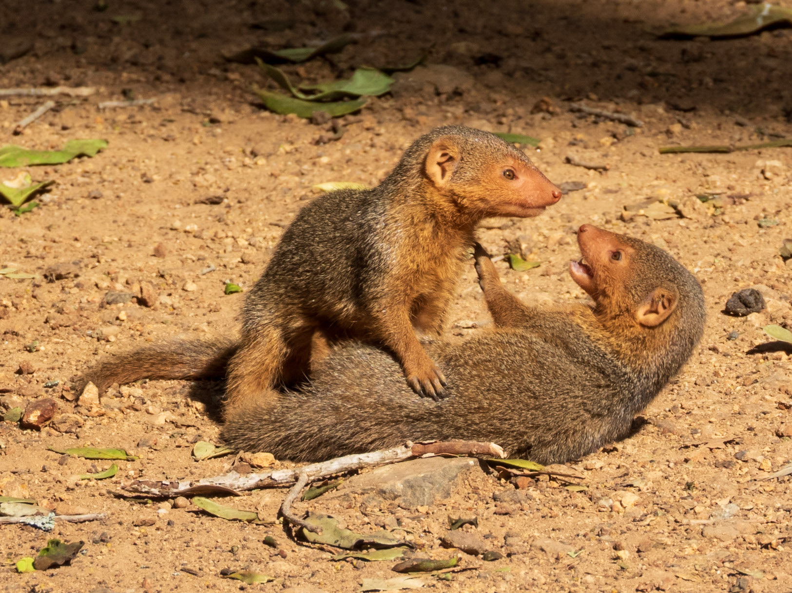 Common Dwarf Mongoose, Melting Bush Camp