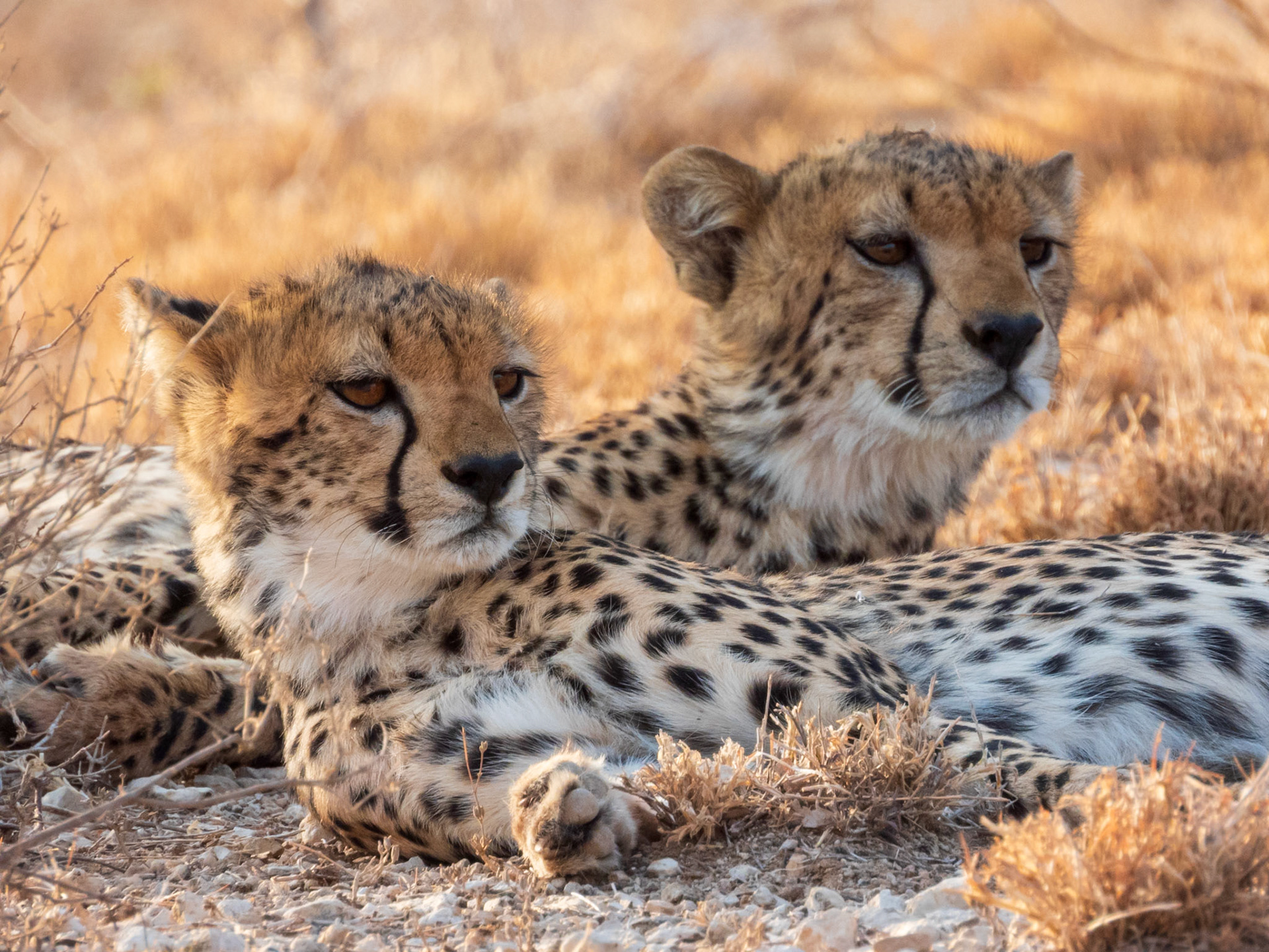 Cheetah, Samburu Simba Lodge