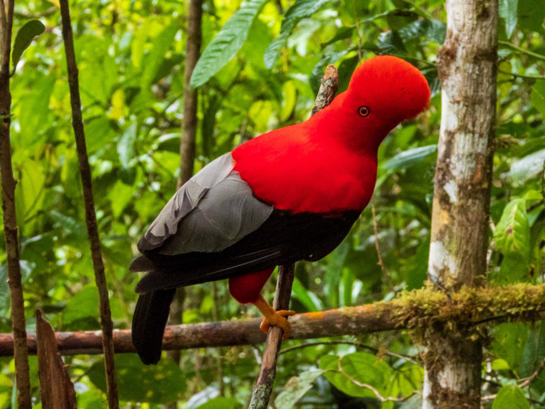 Andean Cock-of-the-rock, Doña Dora
