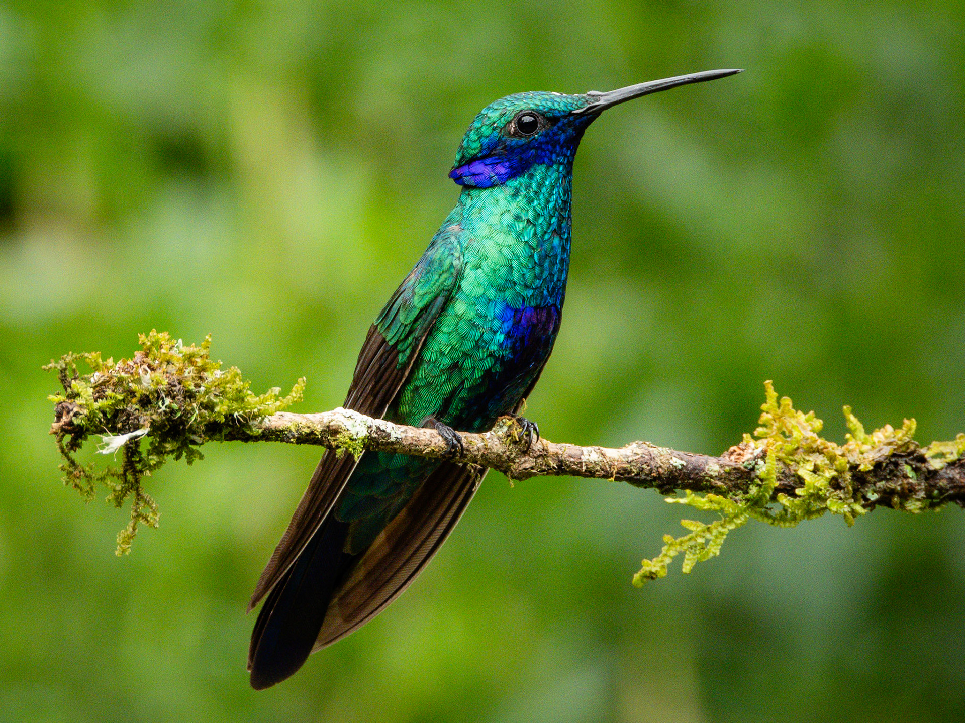 Sparkling Violetear, El Retorno de los Colibríes