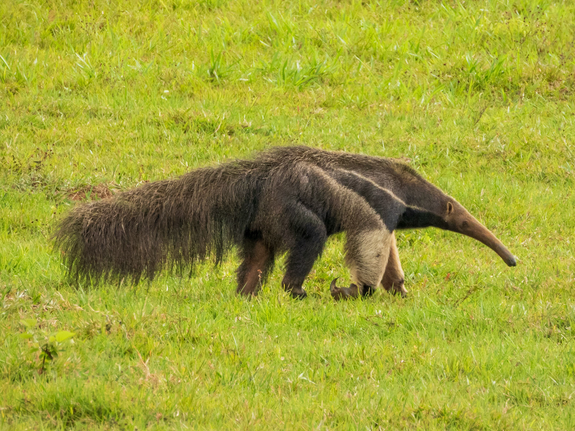 Giant Anteater, Vereda Puerto Lucas