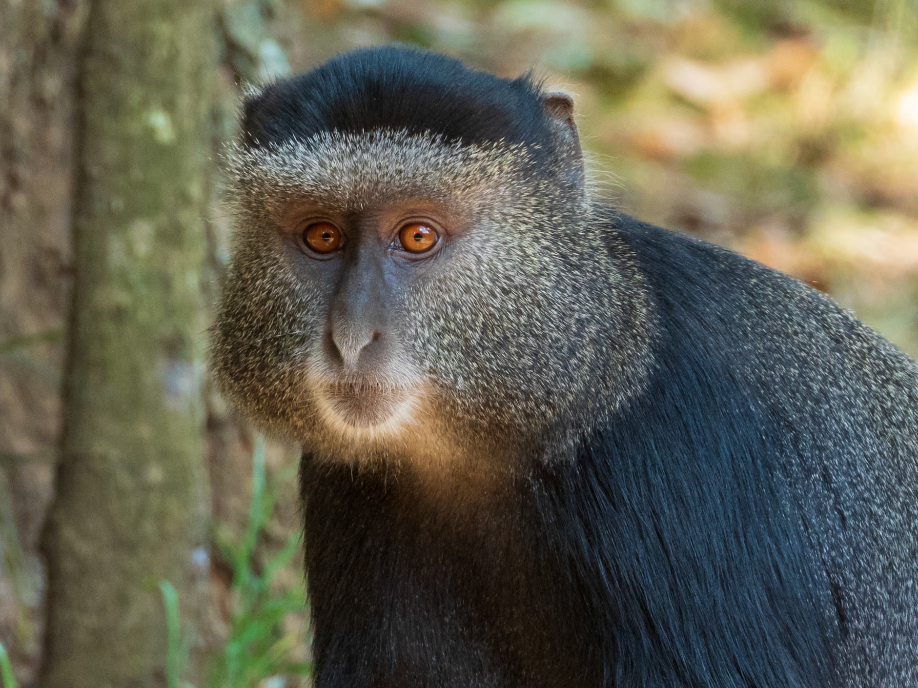 Blue Monkey, Melting Bush Camp