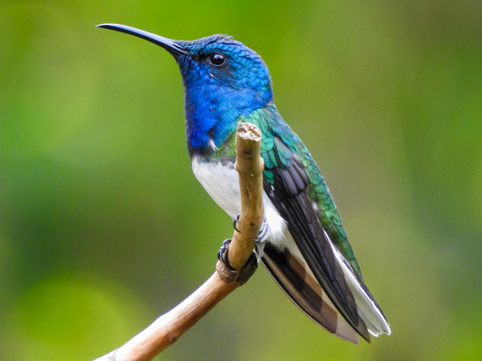 White-necked Jacobin, Hotel Tinamú Birding Nature Reserve