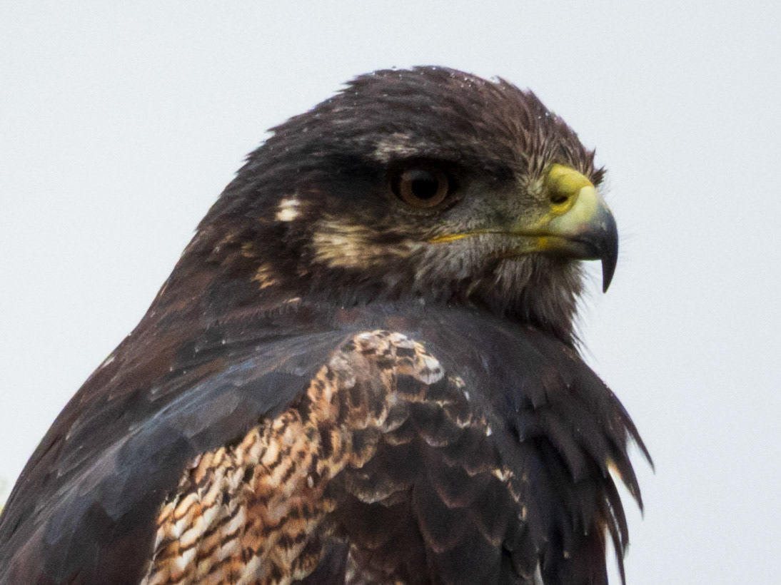 Black-chested Buzzard-Eagle, Reserva Siete Montañas