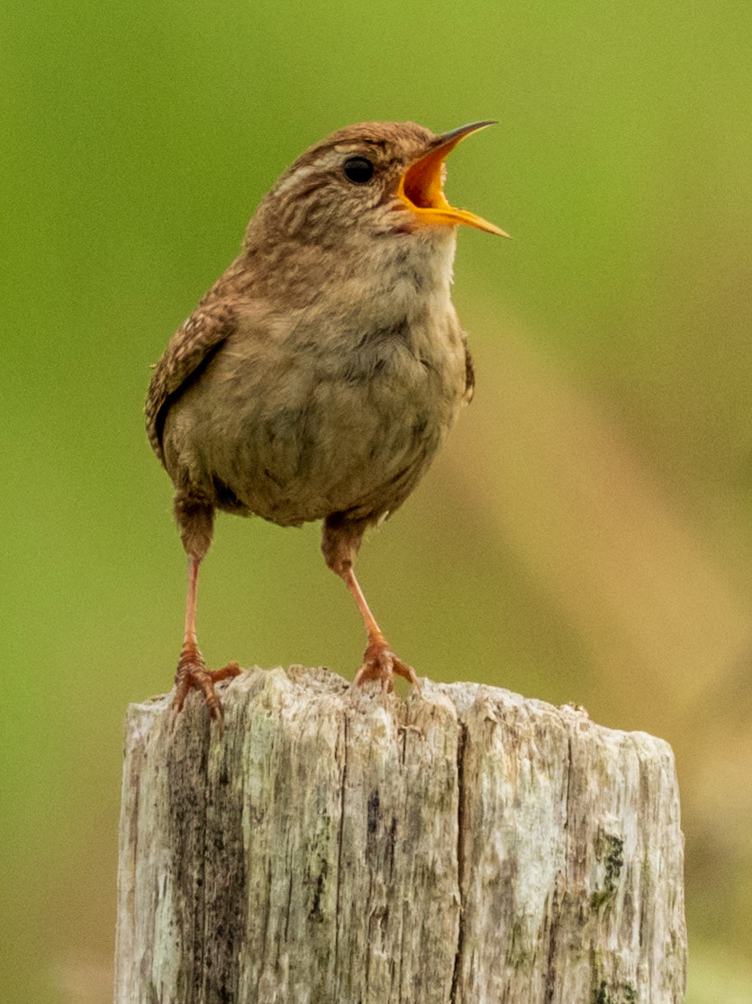 Eurasian Wren, Valley Wetlands RSPB Reserve