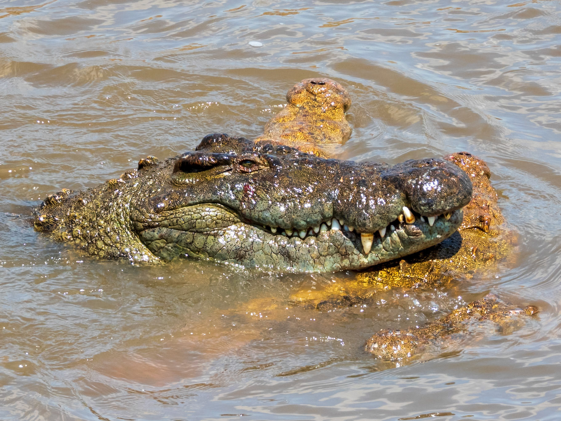 Nile Crocodile, Melting Bush Camp