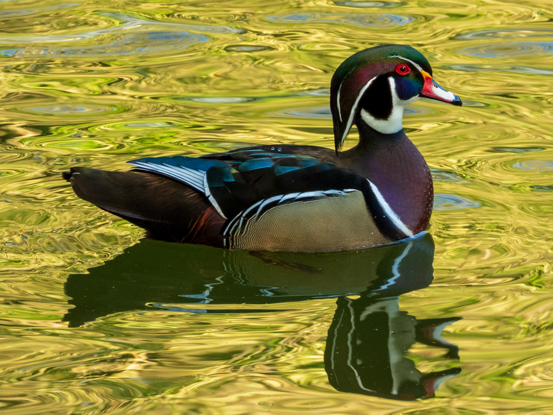 Wood Duck, Parc du Château