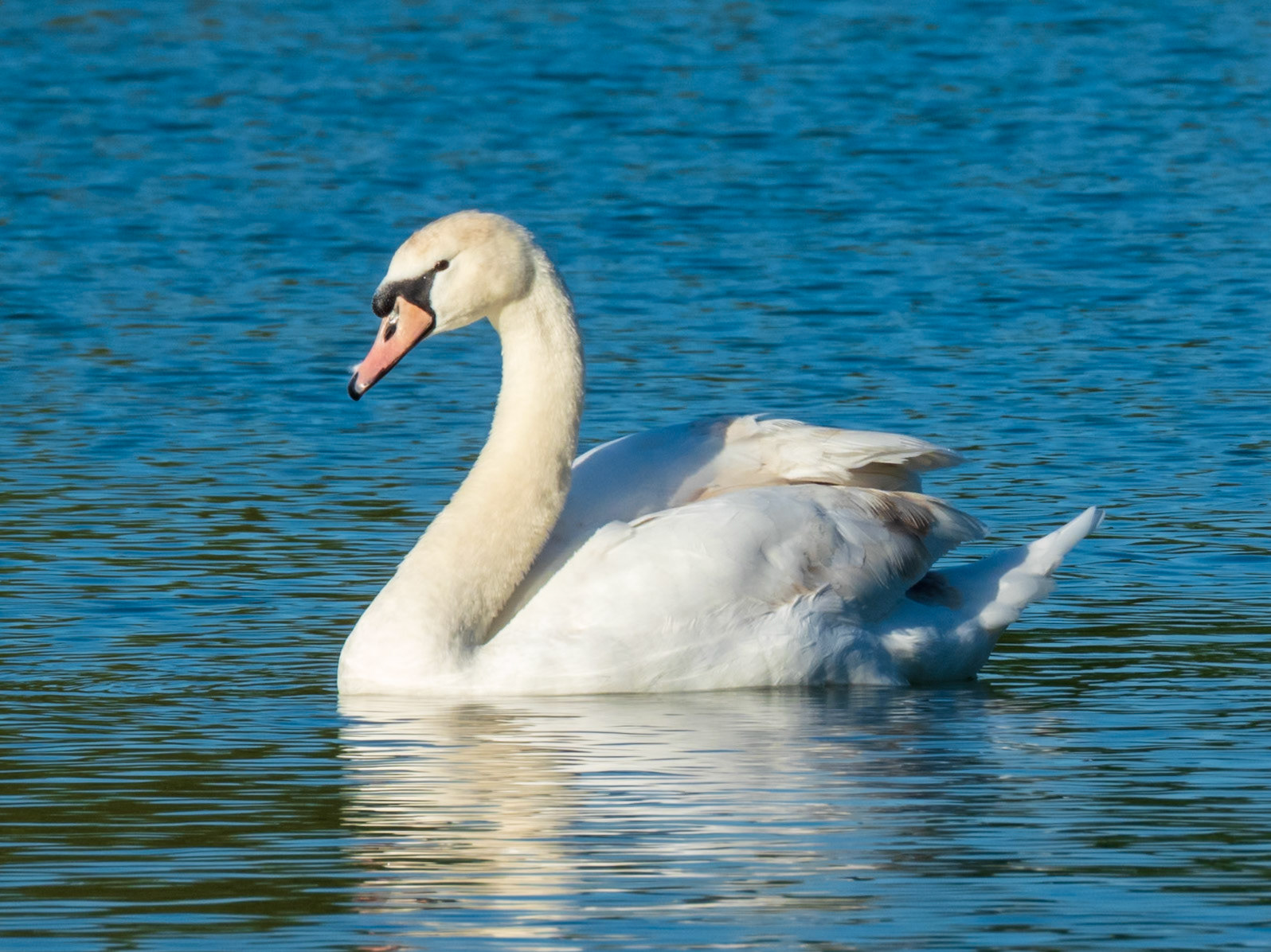 Mute Swan, Bois de Boulogne