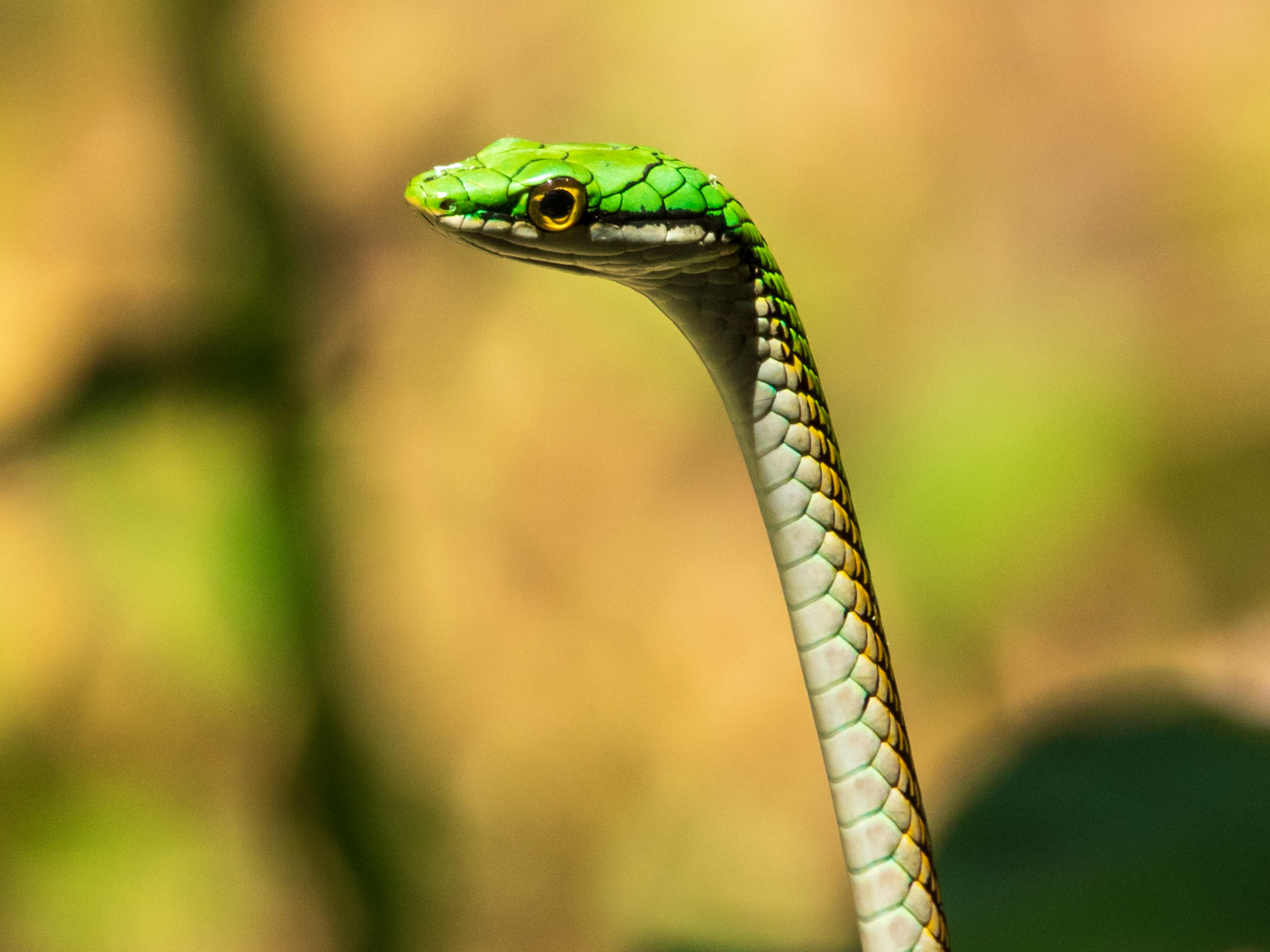 Oliver's Parrot Snake, Harpy Eagle Reserve