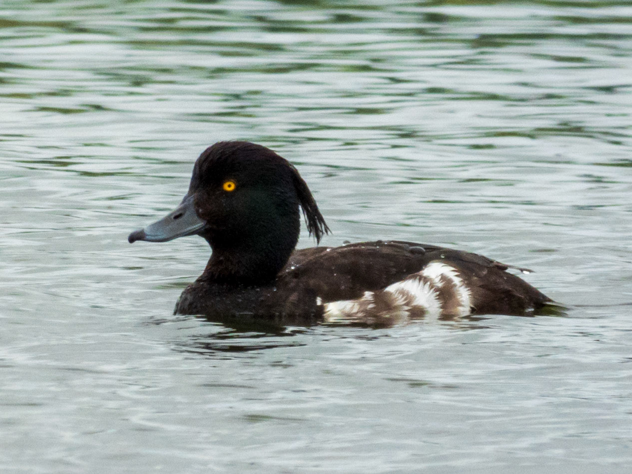Tufted Duck, Conwy RSPB Reserve