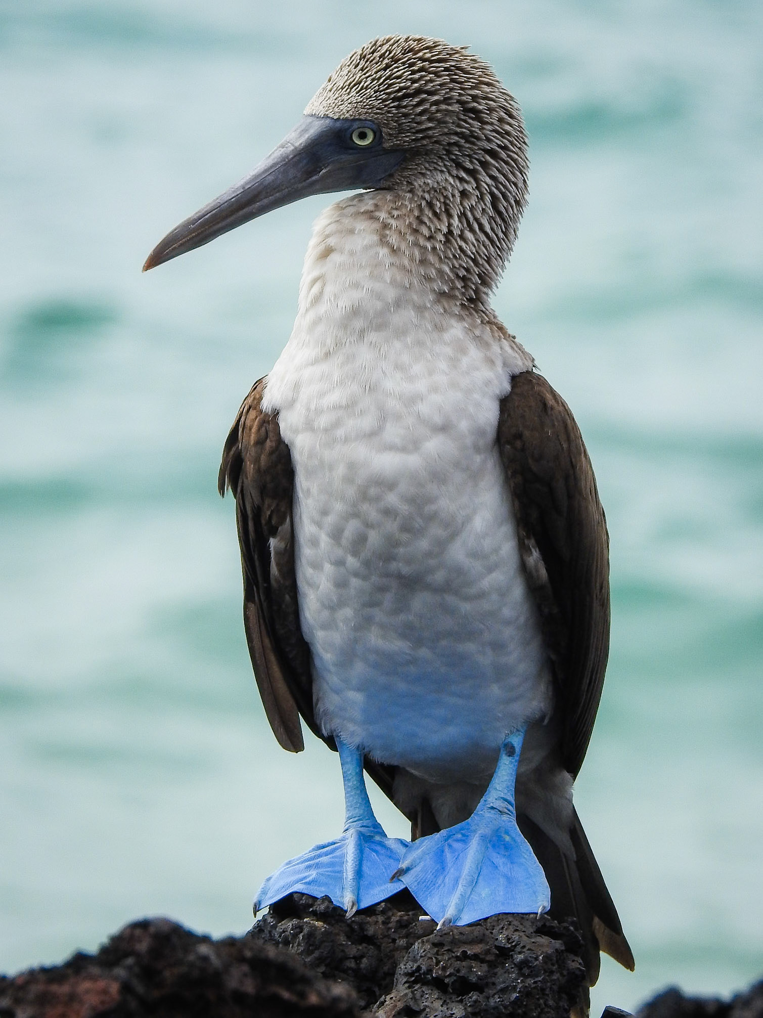 Blue-footed Booby, Isla Isabela