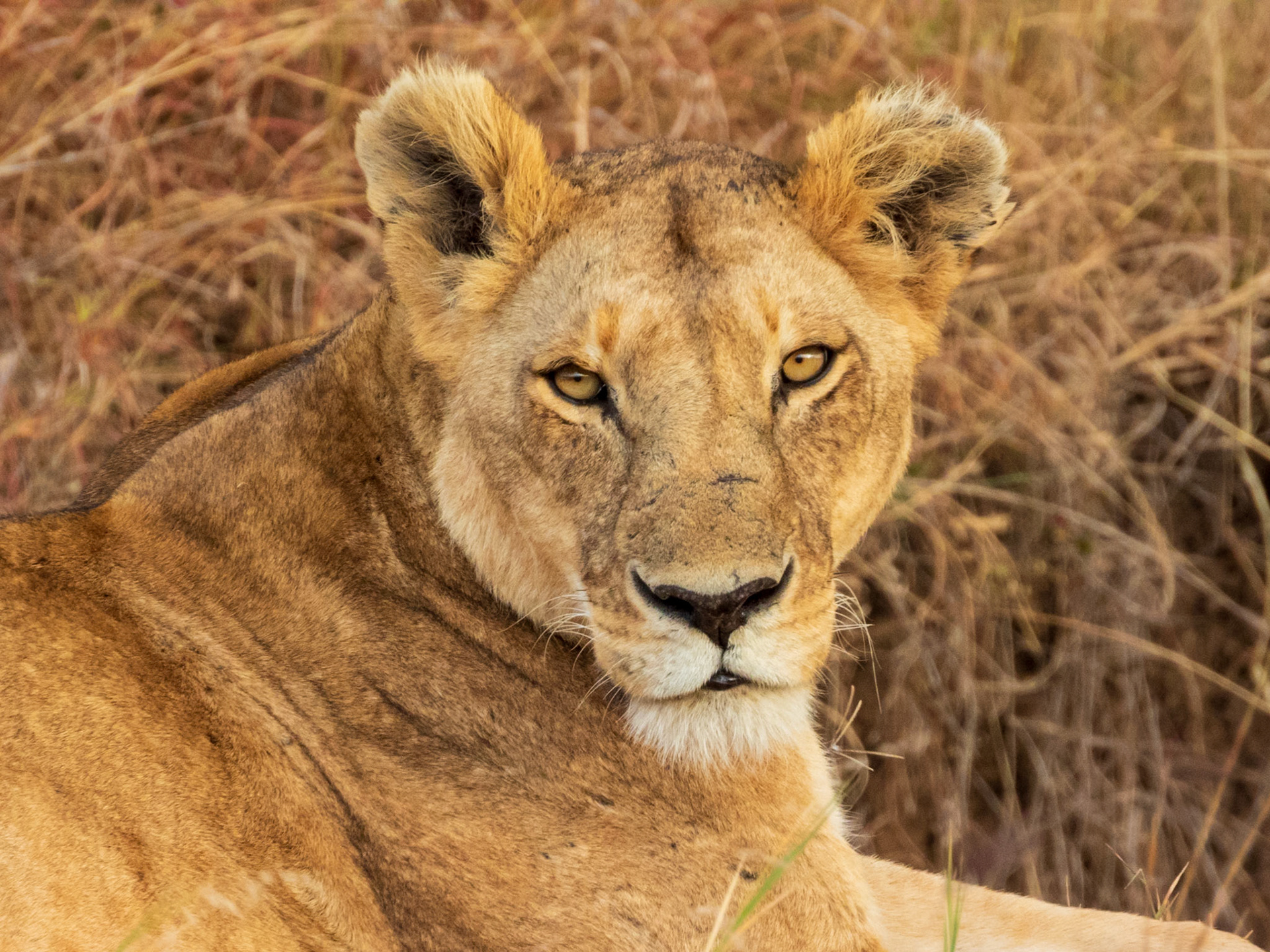 Lion, Melting Bush Camp