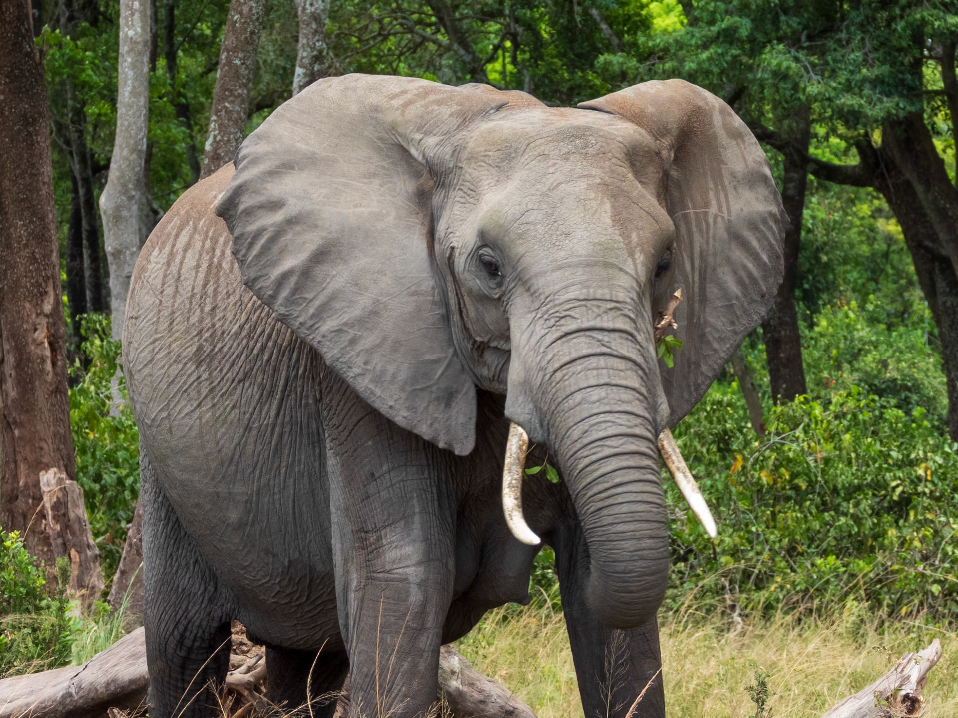 Savanna Elephant, Melting Bush Camp