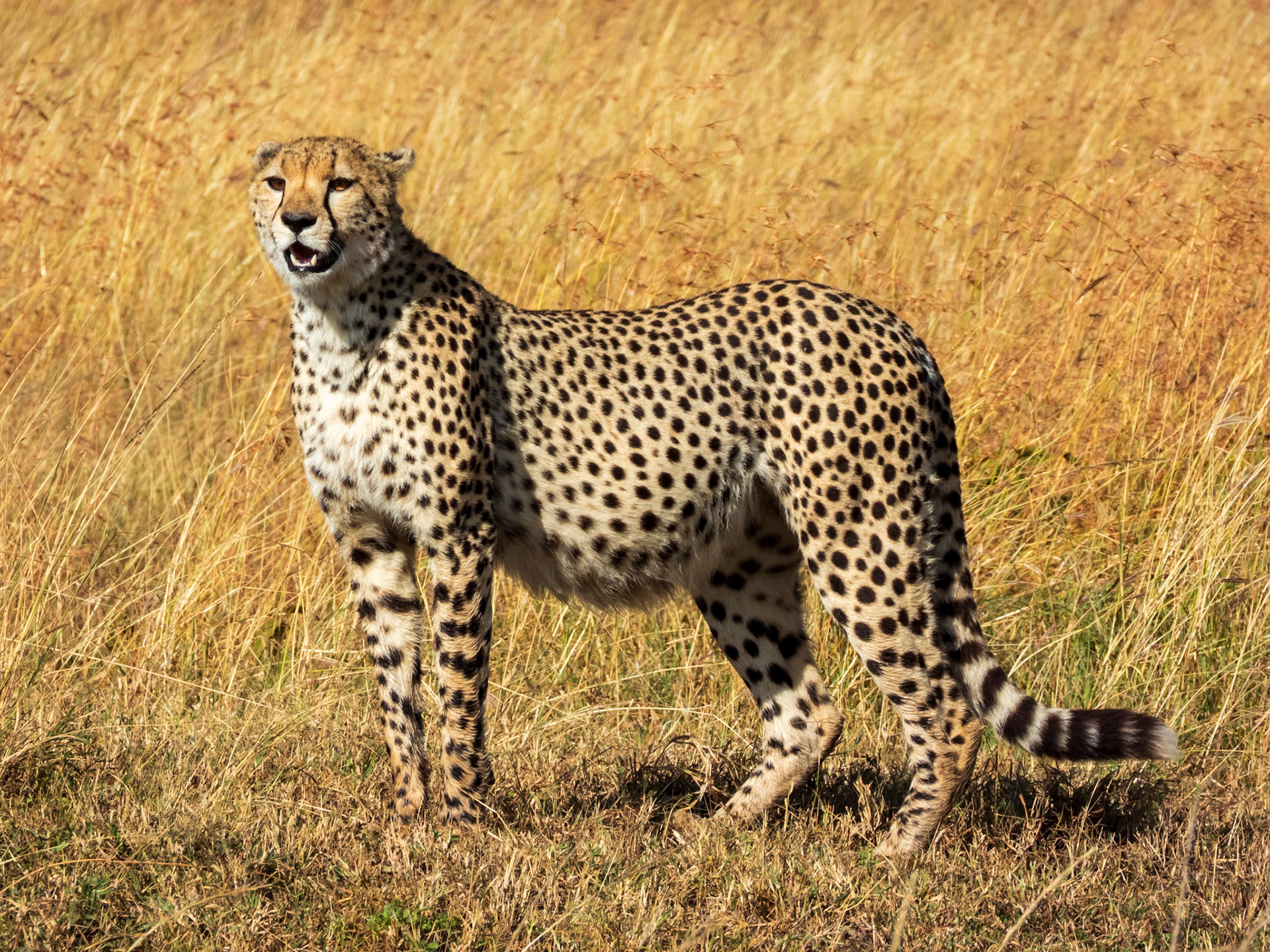 Cheetah, Melting Bush Camp