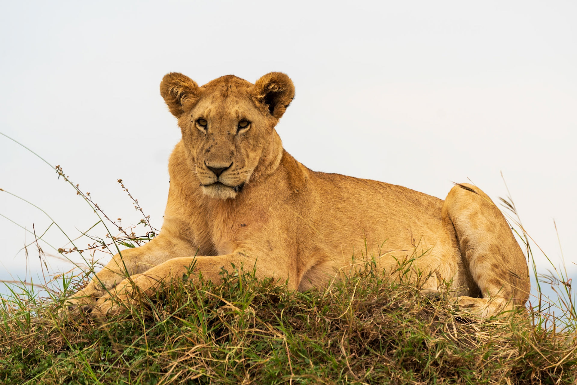 Lion, Melting Bush Camp