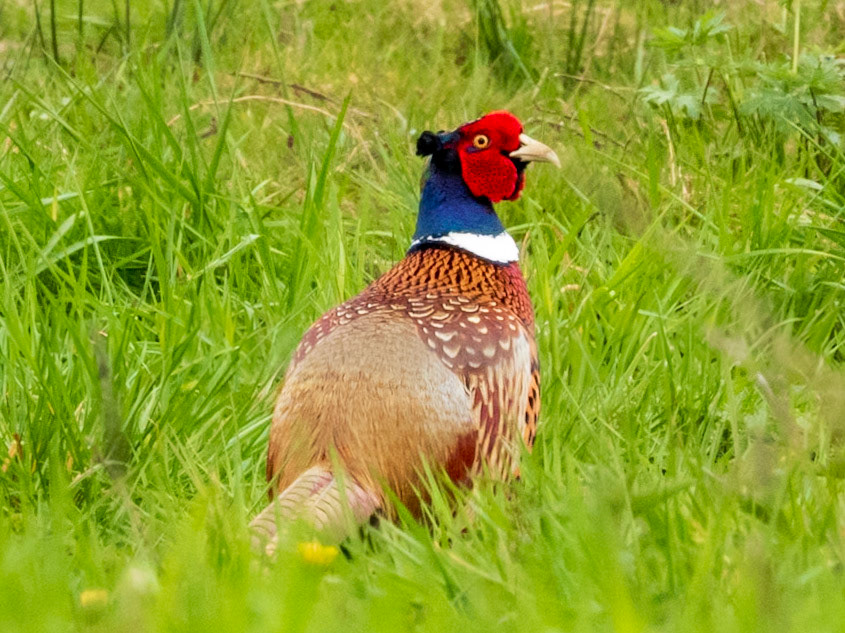Ring-necked Pheasant, Réserve Naturelle du Marais de Cré-sur-Loir et la Flèche