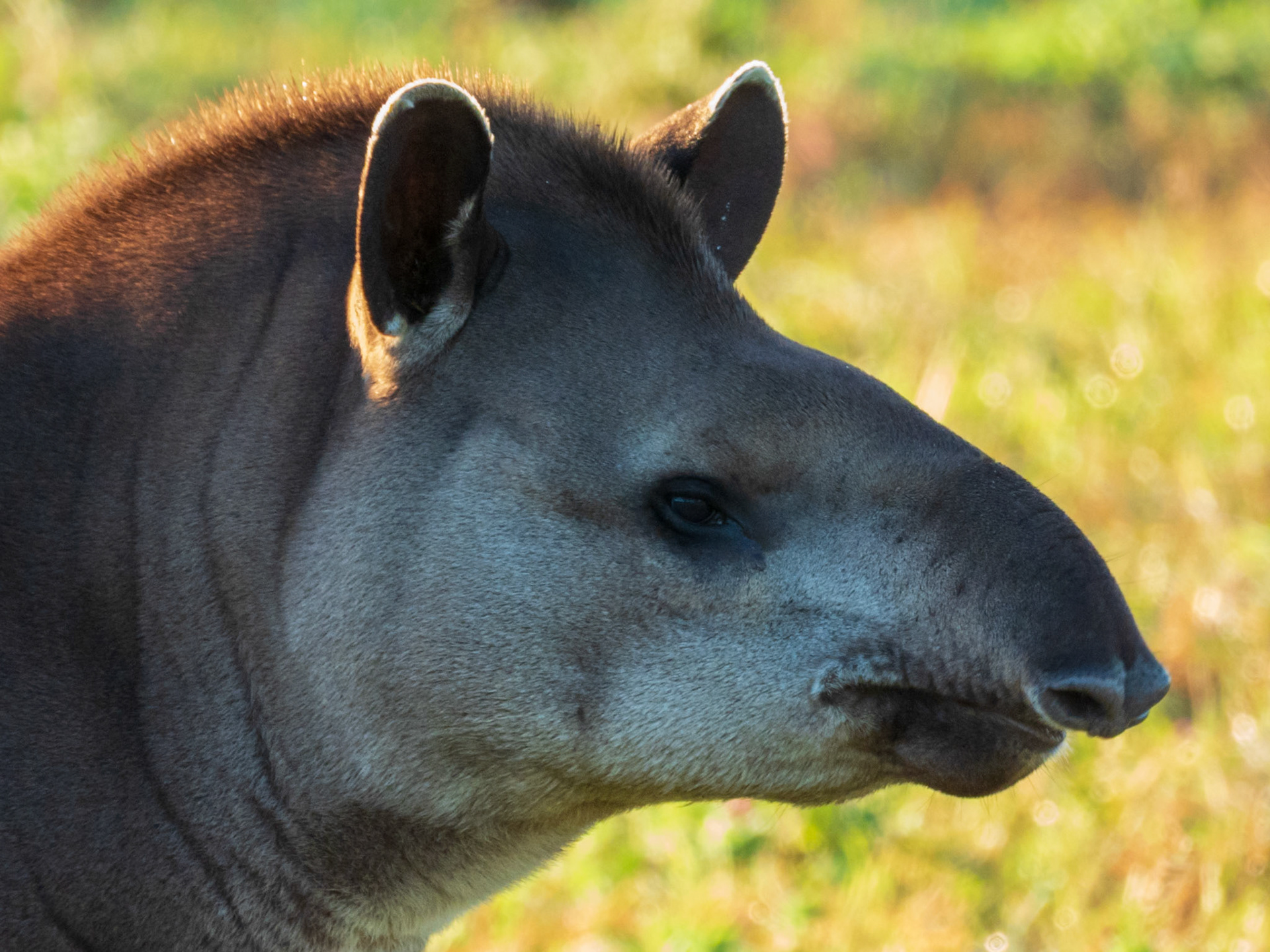 South American Tapir, Parque Municipal do Pombo