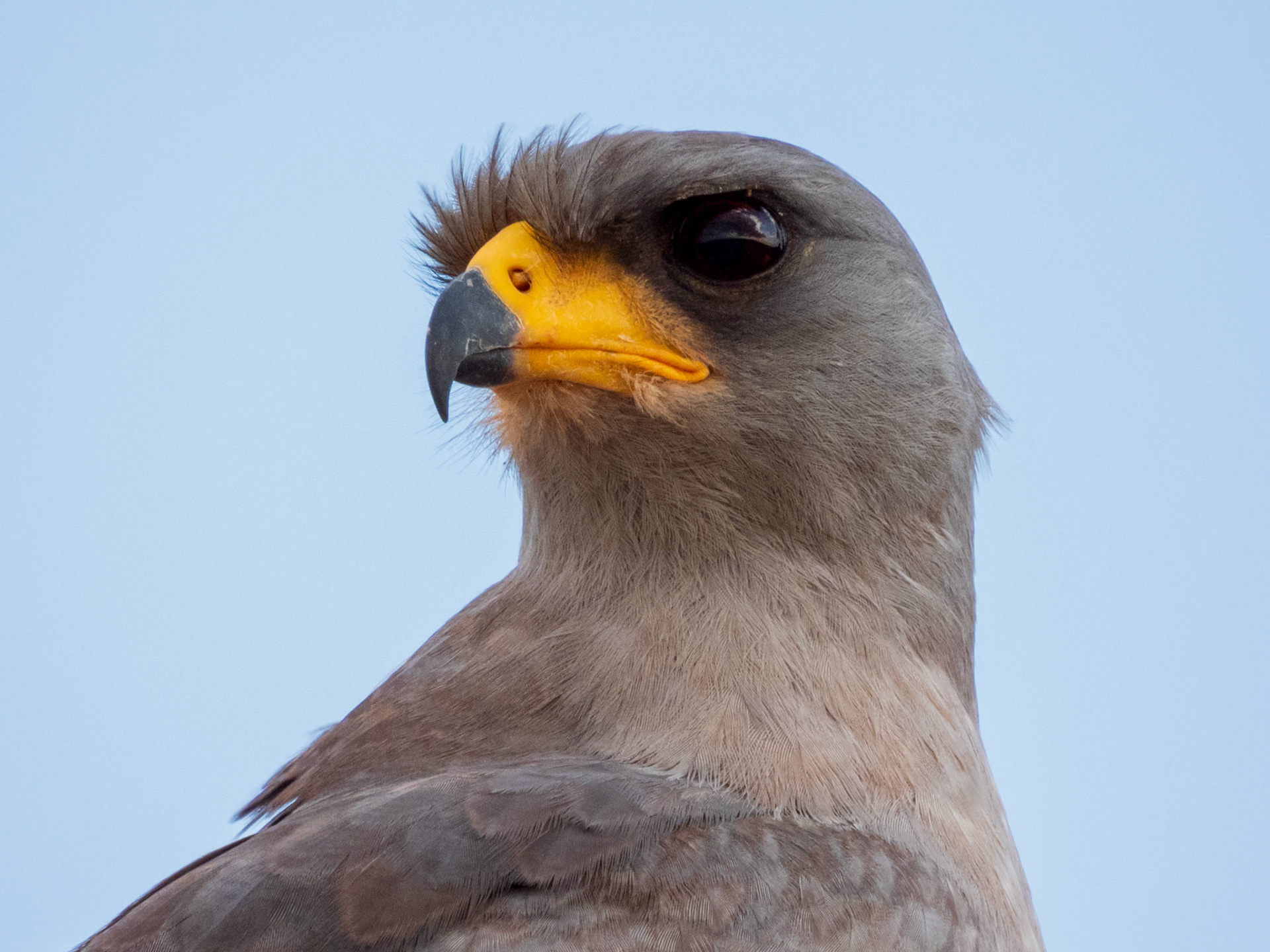 Eastern Chanting-Goshawk, Samburu Simba Lodge
