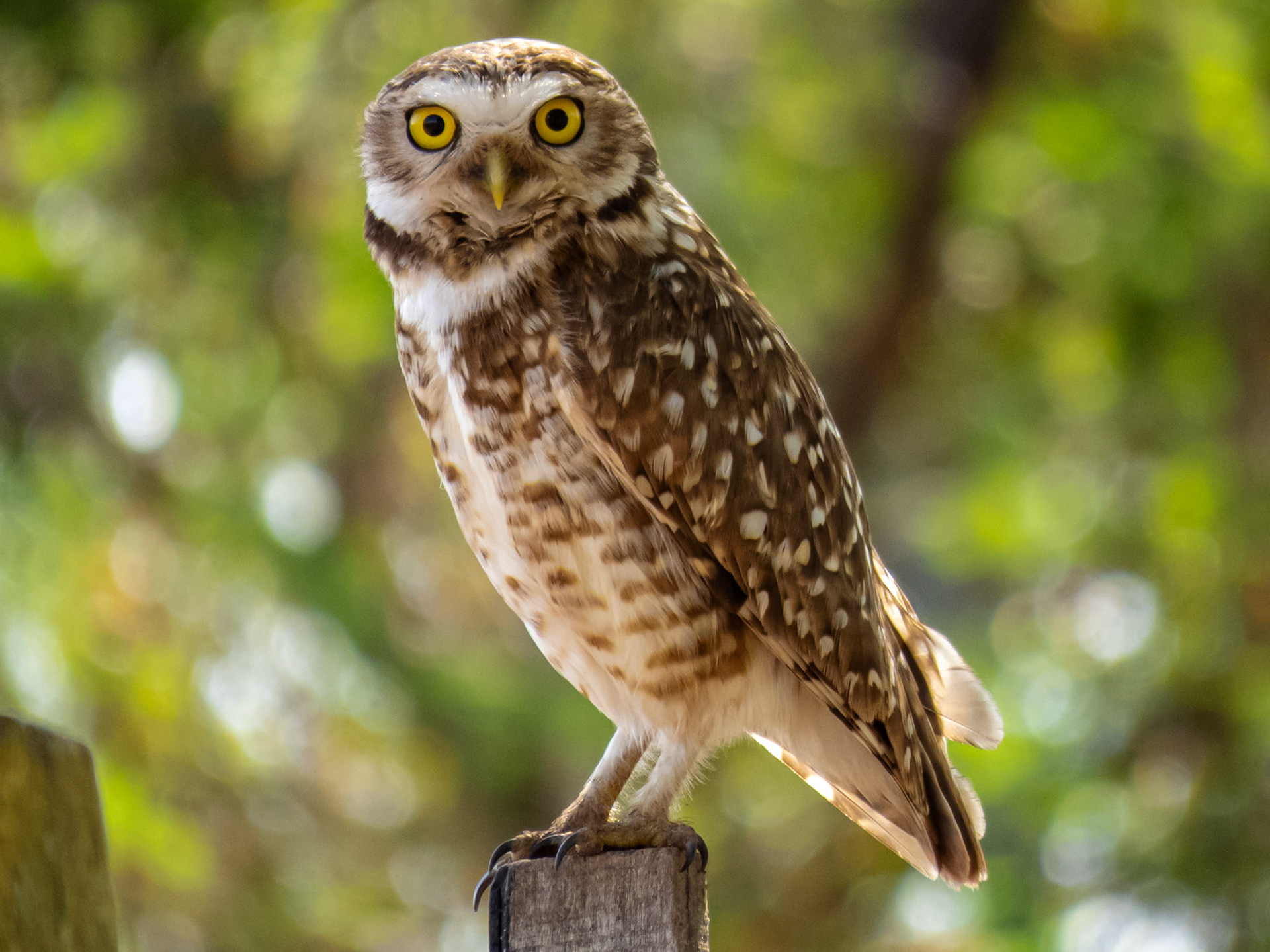 Burrowing Owl, Cielo Verde