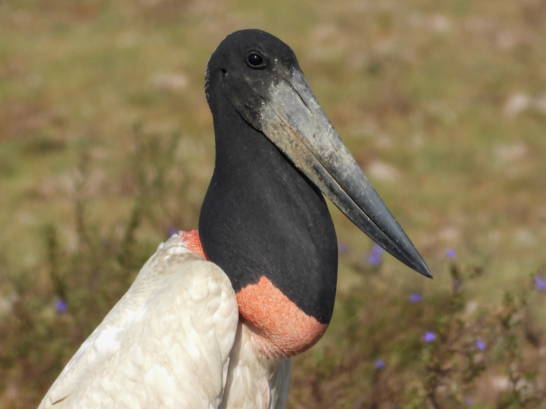 Jabiru, Hato Mata de Palma