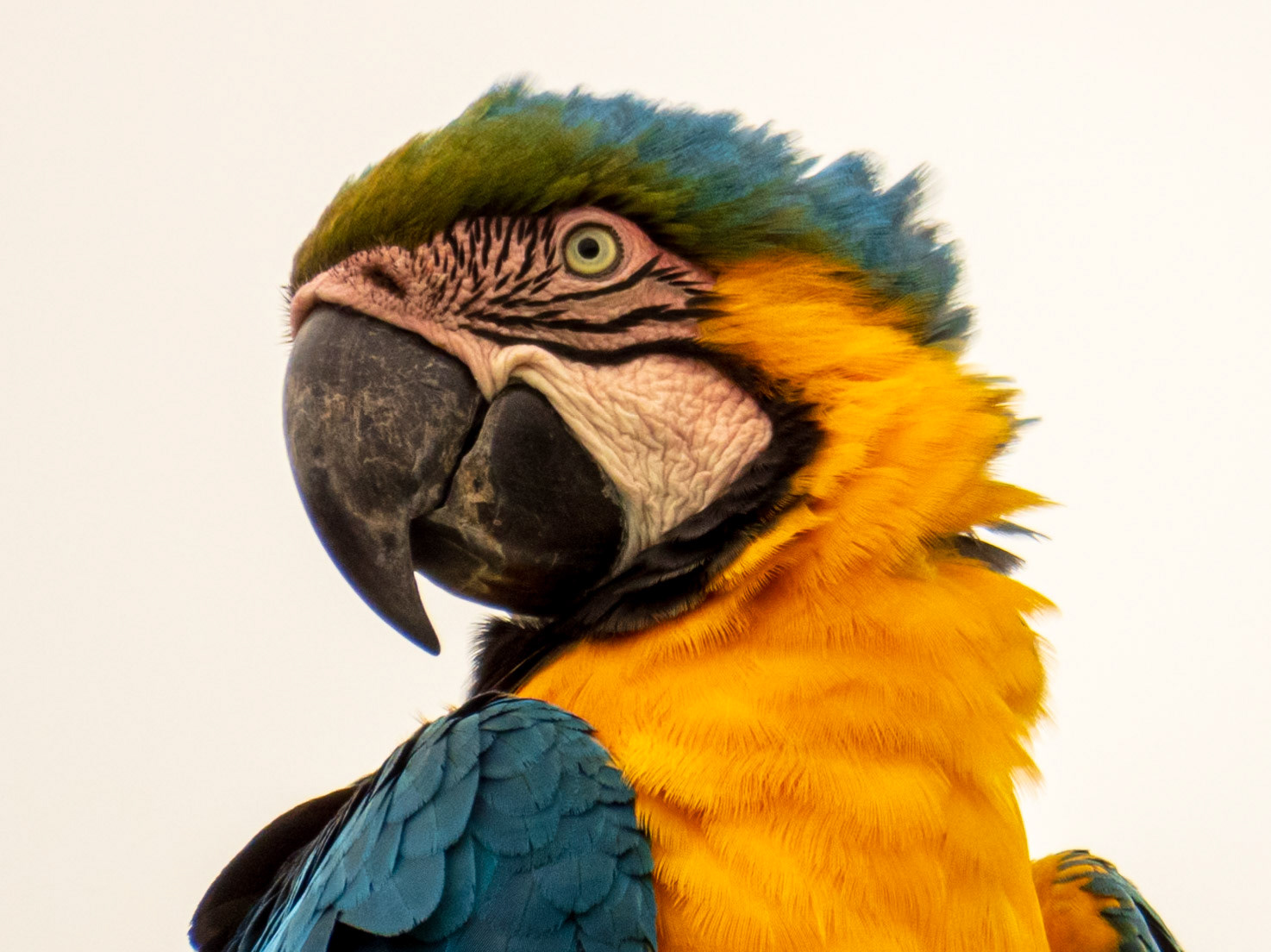 Blue-and-yellow Macaw, Pousada Jardim da Amazônia